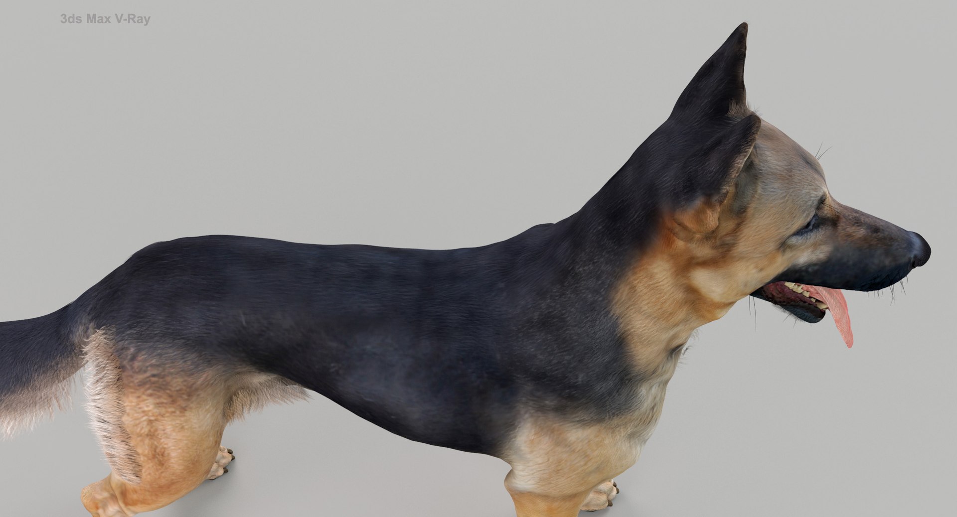 belgian shepherd dog black 3d max https://p.turbosquid.com/ts-thumb/zc/j8KJ9W/1qhggKEO/maxvray10/jpg/1443579020/1920x1080/fit_q87/3521ef245591aa32199de4b3425f420ad36b4062/maxvray10.jpg