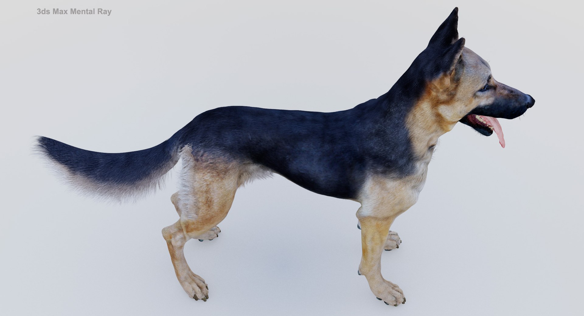 belgian shepherd dog black 3d max https://p.turbosquid.com/ts-thumb/zc/j8KJ9W/7xq3PrZ8/maxmr4/jpg/1443577996/1920x1080/fit_q87/cae6efb1fce21a591c75b54705f1e20fd563d6f7/maxmr4.jpg