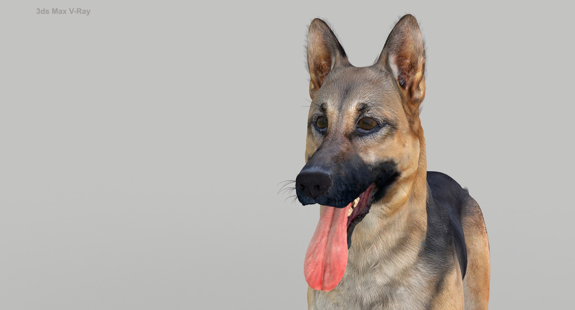 belgian shepherd dog black 3d max https://p.turbosquid.com/ts-thumb/zc/j8KJ9W/BIhAwHs1/maxvray9/jpg/1443727104/1920x1080/fit_q87/d85d3c75a35036afbd1bde667a6e91e5eb480452/maxvray9.jpg