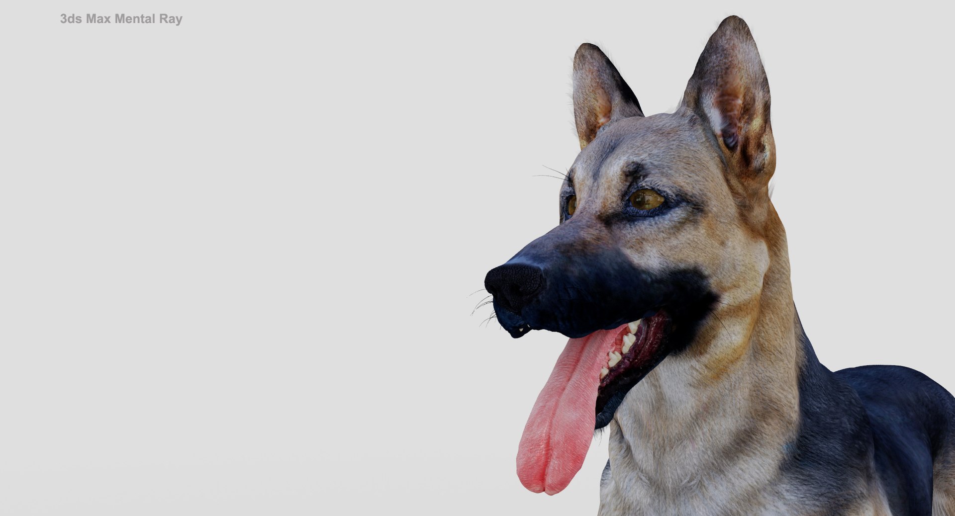 belgian shepherd dog black 3d max https://p.turbosquid.com/ts-thumb/zc/j8KJ9W/BxM2uy9b/maxmr6/jpg/1443577996/1920x1080/fit_q87/d52cdc997f3d6c39f1ddd72b14a309832abf5627/maxmr6.jpg