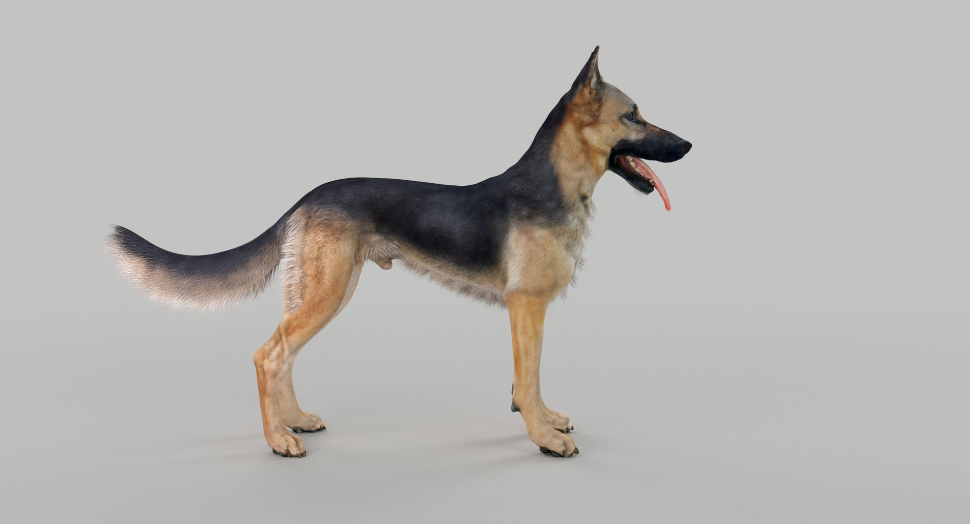 belgian shepherd dog black 3d max https://p.turbosquid.com/ts-thumb/zc/j8KJ9W/C0KZR8eI/turnnew/jpg/1443978368/1920x1080/turn_fit_q99/8085c366ceaabb146c9d554c990022b2ae23c8aa/turnnew-1.jpg