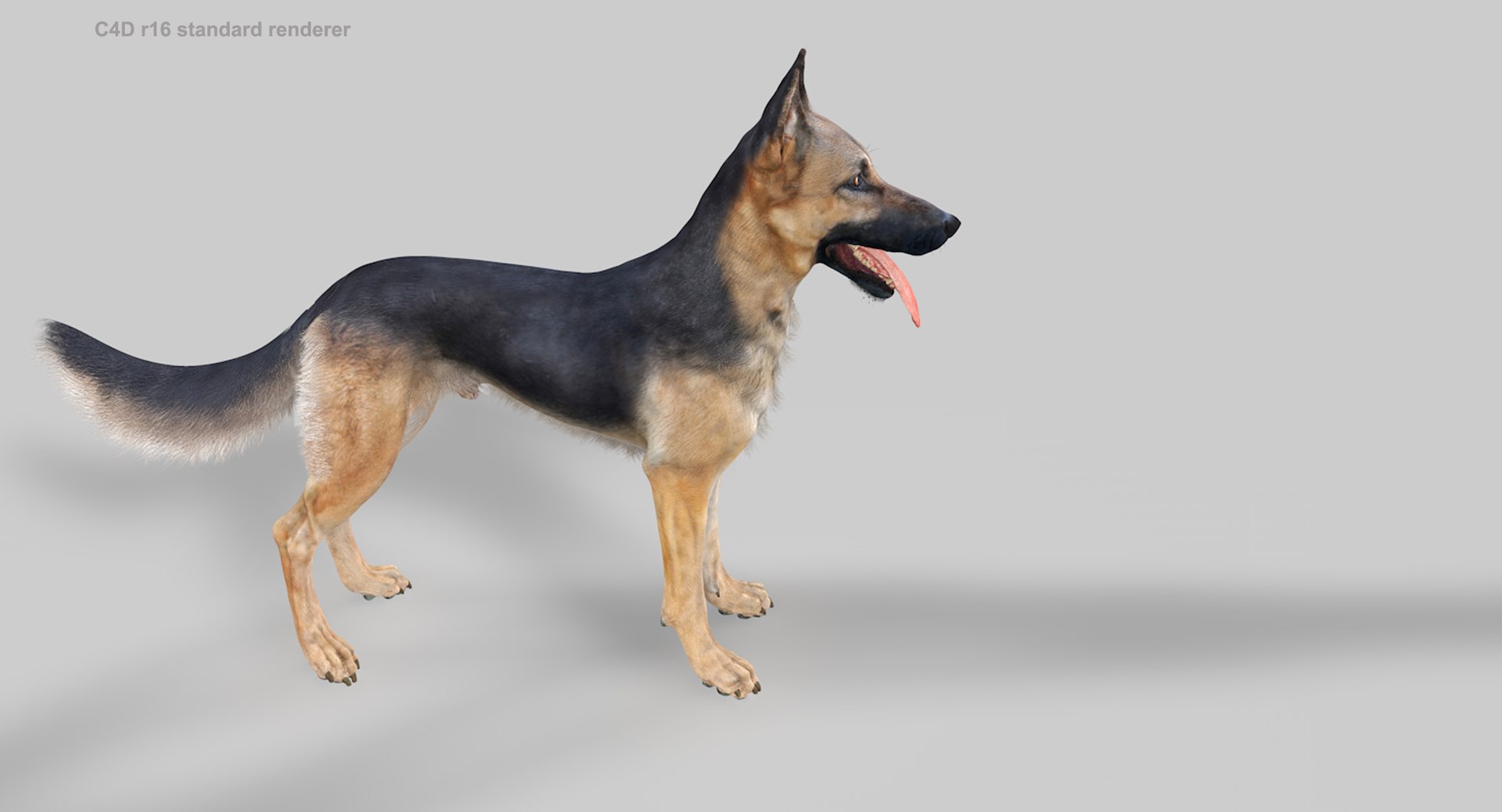 belgian shepherd dog black 3d max https://p.turbosquid.com/ts-thumb/zc/j8KJ9W/CRHgM7qz/c4d16_1/jpg/1443761708/1920x1080/fit_q87/f2ae923942d32e31fd5395ecc7d16700079836c1/c4d16_1.jpg