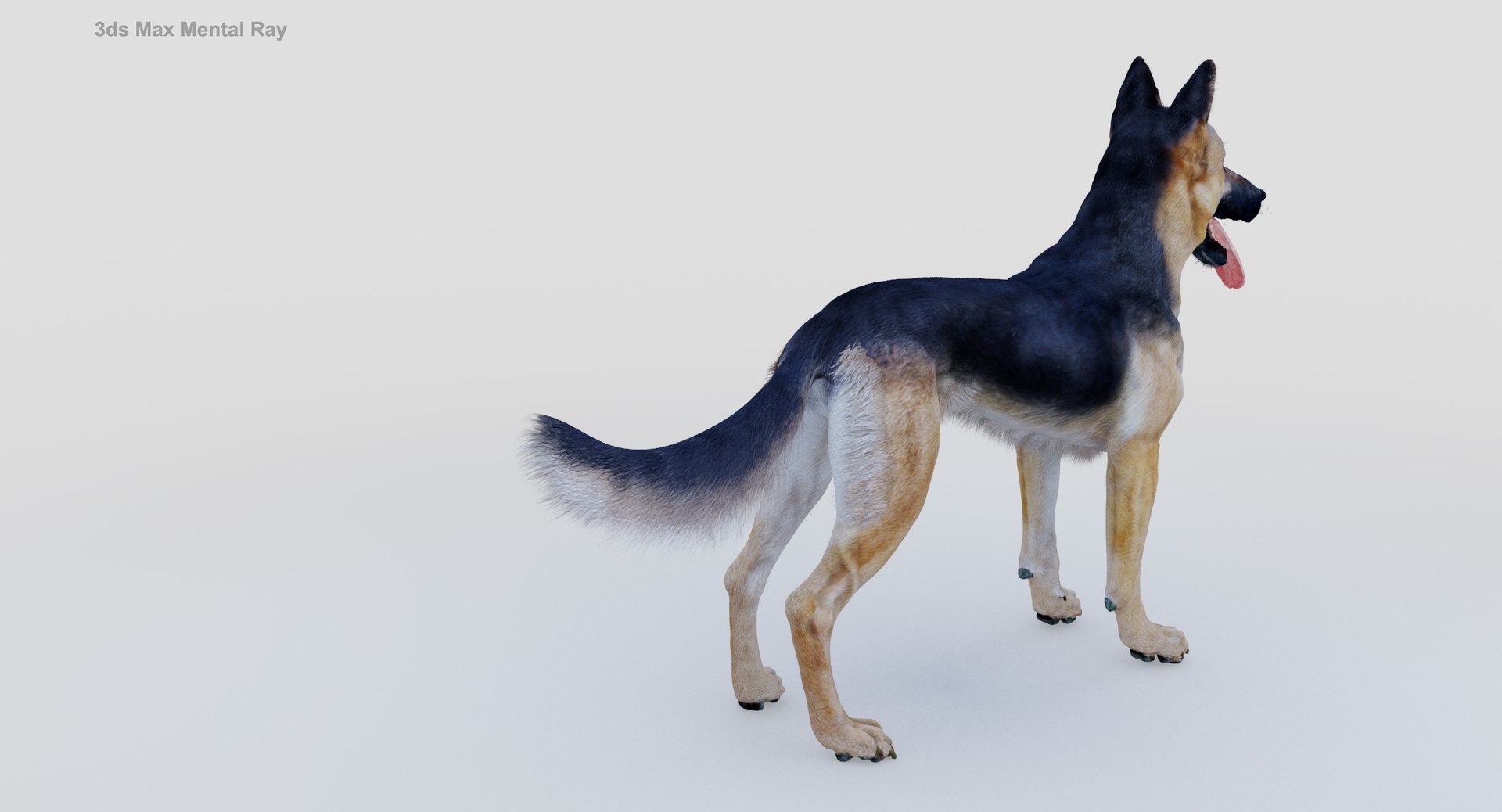belgian shepherd dog black 3d max https://p.turbosquid.com/ts-thumb/zc/j8KJ9W/DJf3RSB0/maxmr5/jpg/1443577996/1920x1080/fit_q87/cacd365dab450bea33d4141e0cc3a83418773f92/maxmr5.jpg