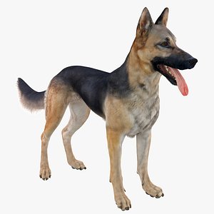 belgian shepherd dog black 3d max