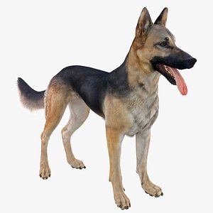 Shepherd Dog (Black & Tan)