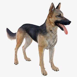 Shepherd Dog (Black & Tan)