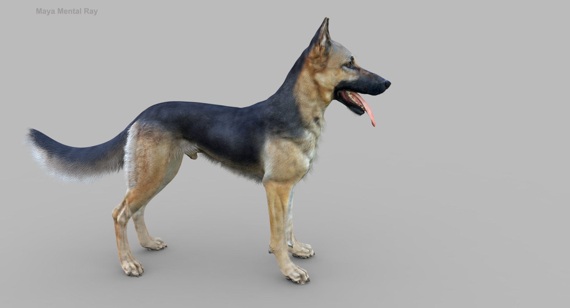 belgian shepherd dog black 3d max https://p.turbosquid.com/ts-thumb/zc/j8KJ9W/FGWwx2y1/maya1/jpg/1443732728/1920x1080/fit_q87/2fcf534354f9186d0d254fa4aa669d146d8960a6/maya1.jpg