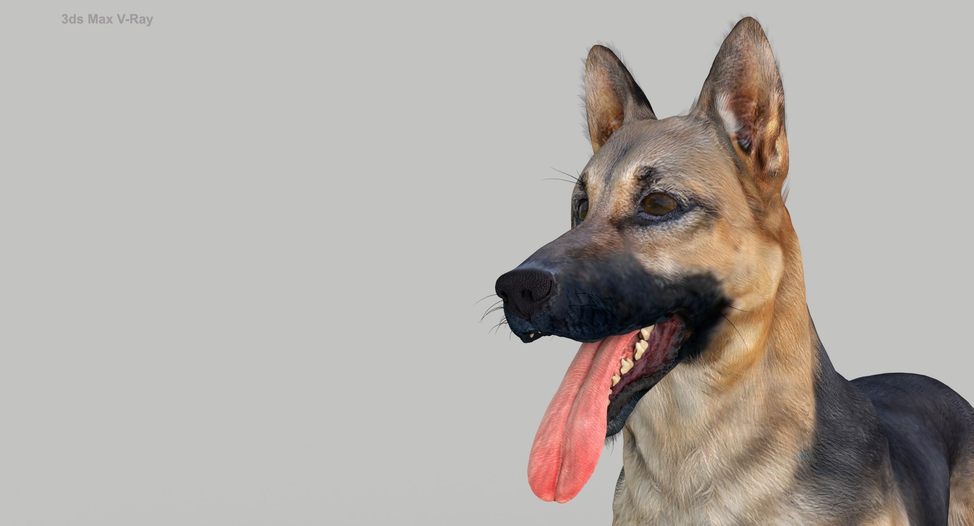 belgian shepherd dog black 3d max https://p.turbosquid.com/ts-thumb/zc/j8KJ9W/J0rOpk89/maxvray13/jpg/1443727104/1920x1080/fit_q87/b90d2df517f76c9b1a2f2c757a528629b8326482/maxvray13.jpg