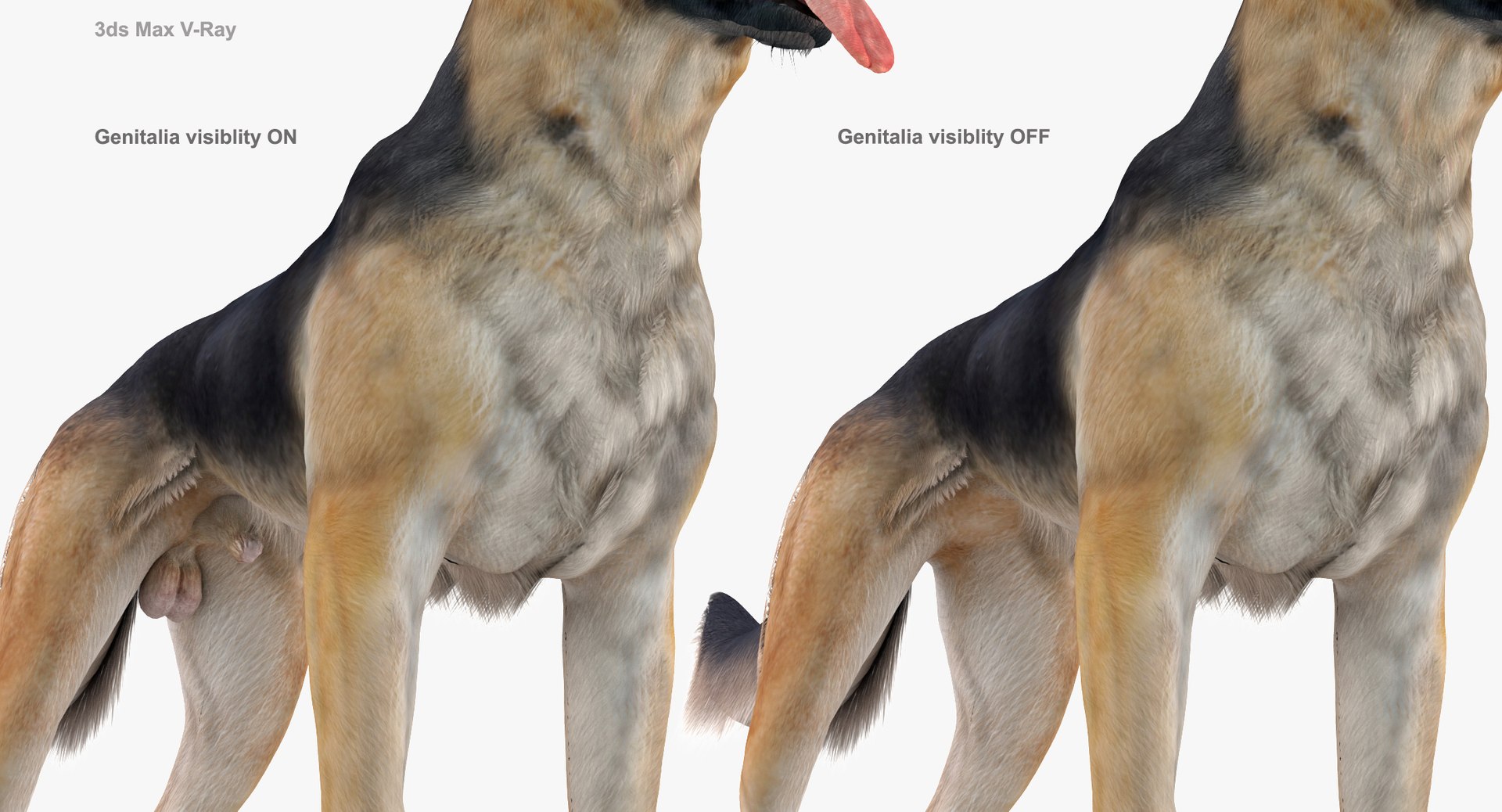 belgian shepherd dog black 3d max https://p.turbosquid.com/ts-thumb/zc/j8KJ9W/Nog3cckP/genitaliacomp/jpg/1443579019/1920x1080/fit_q87/2db3ffae1dada0bd4a5c3170fb89eb26e085b486/genitaliacomp.jpg