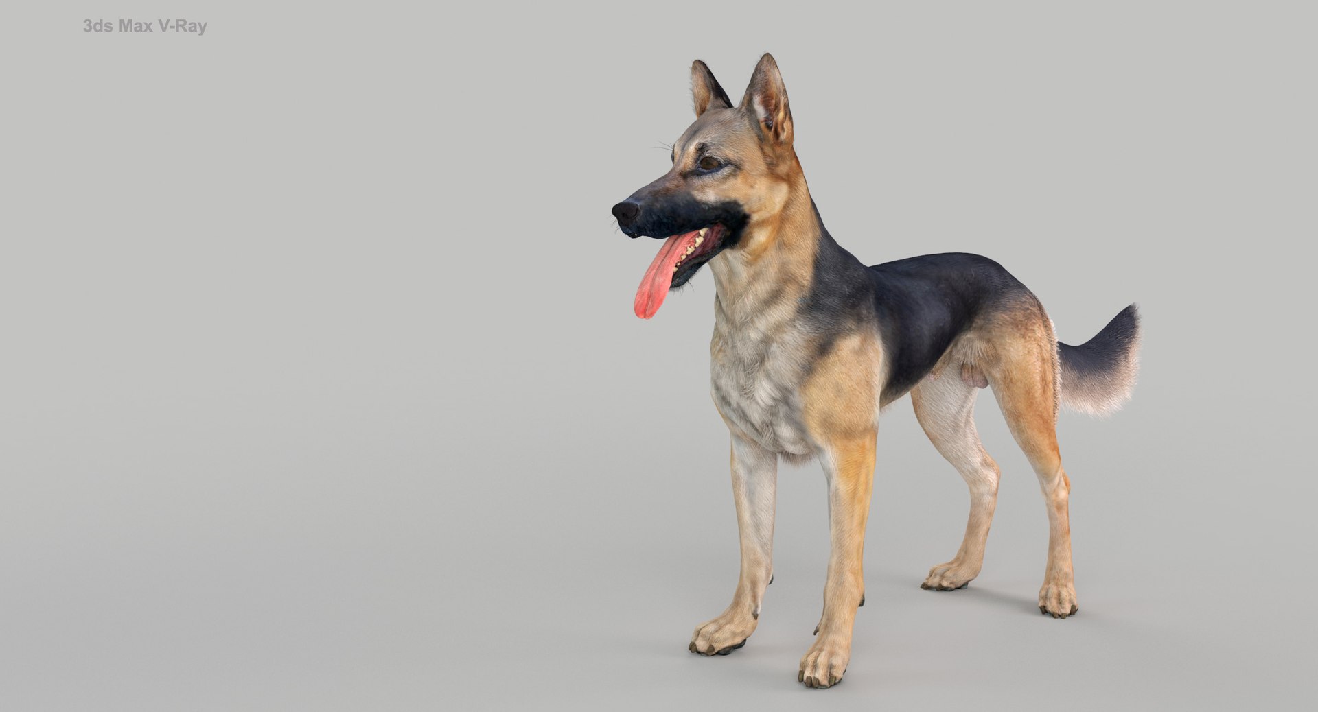 belgian shepherd dog black 3d max https://p.turbosquid.com/ts-thumb/zc/j8KJ9W/OPK7vcOn/maxvray2/jpg/1443977400/1920x1080/fit_q87/24c7a374d320d8d402c89c29388c5711a374dbae/maxvray2.jpg