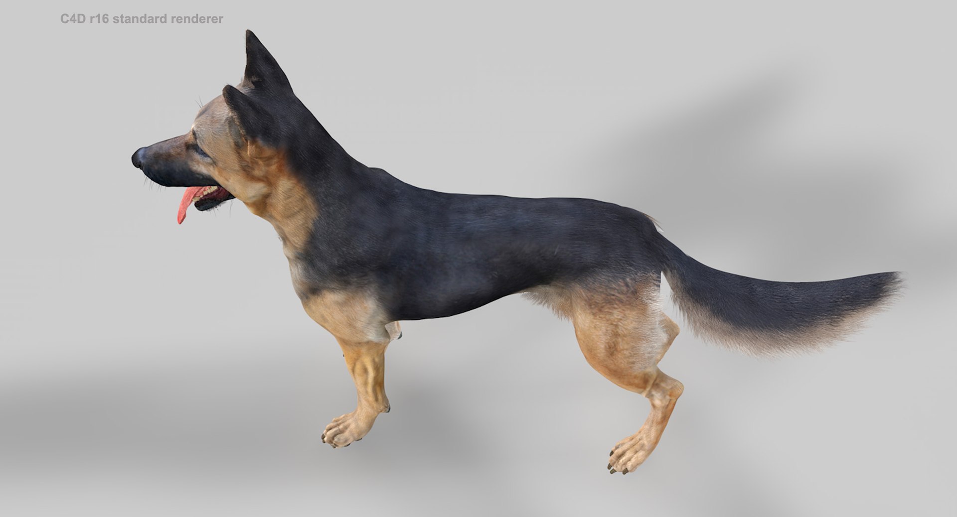 belgian shepherd dog black 3d max https://p.turbosquid.com/ts-thumb/zc/j8KJ9W/OSjV4ks6/c4d16_5/jpg/1443761708/1920x1080/fit_q87/afd95c485d84319d050b297c7b201b5d9c7a6a4b/c4d16_5.jpg