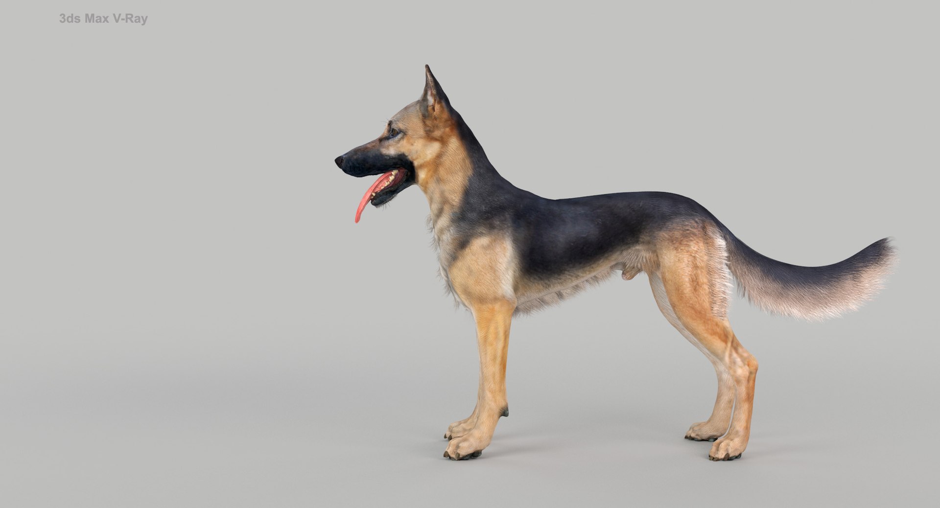 belgian shepherd dog black 3d max https://p.turbosquid.com/ts-thumb/zc/j8KJ9W/Oa2lEK8P/maxvray1/jpg/1443977400/1920x1080/fit_q87/e9610201d68128295045847be148f9dad9bae506/maxvray1.jpg