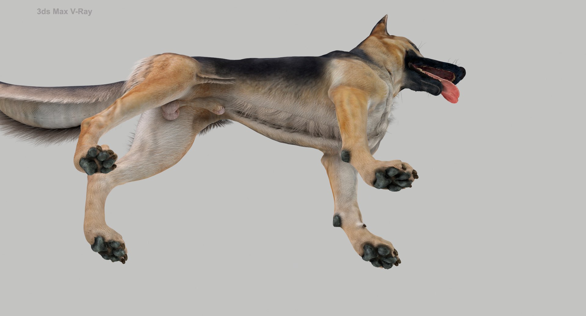 belgian shepherd dog black 3d max https://p.turbosquid.com/ts-thumb/zc/j8KJ9W/P7ml35vS/maxvray125/jpg/1443982643/1920x1080/fit_q87/eb717a238e691bca75368d2d990866f408dfa568/maxvray125.jpg