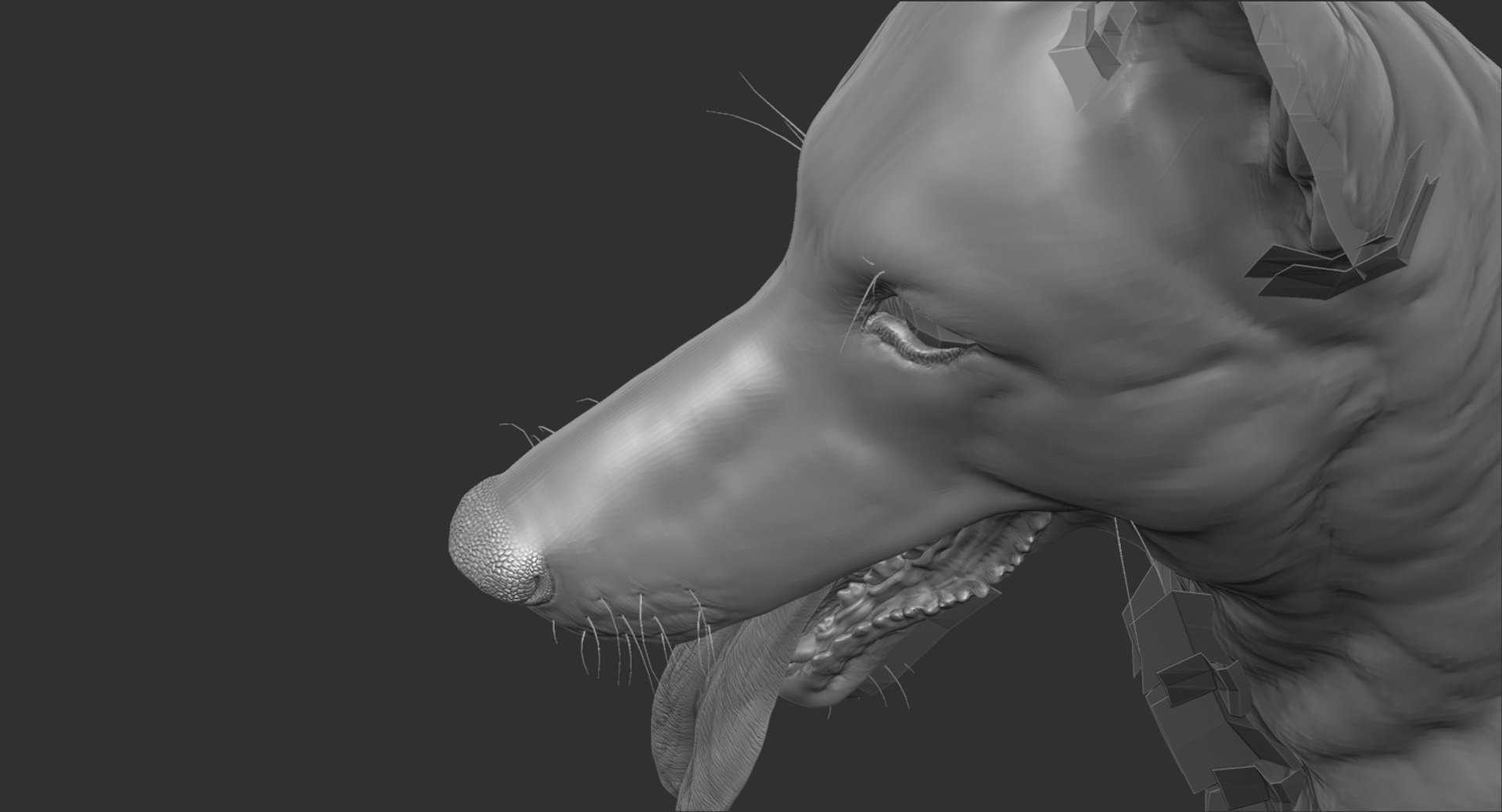 belgian shepherd dog black 3d max https://p.turbosquid.com/ts-thumb/zc/j8KJ9W/PCZ03WlJ/zed9/jpg/1443915319/1920x1080/fit_q87/3bf4f2387b3895a84b3b361301491bfe80730716/zed9.jpg