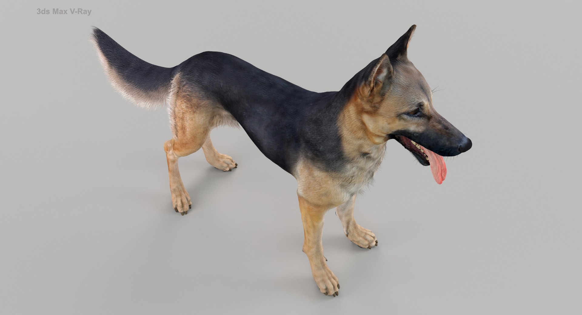 belgian shepherd dog black 3d max https://p.turbosquid.com/ts-thumb/zc/j8KJ9W/Rd7ZQKLu/maxvray4/jpg/1443727104/1920x1080/fit_q87/7b67d05fe941dd37c0d420d0fe6d4c6ba4530506/maxvray4.jpg