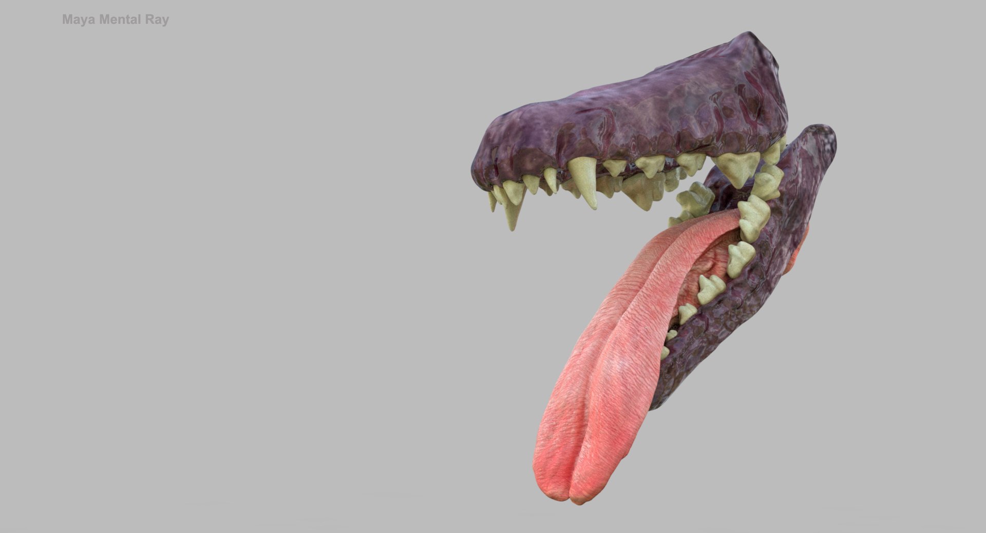 belgian shepherd dog black 3d max https://p.turbosquid.com/ts-thumb/zc/j8KJ9W/UGf3VzEW/maya_gums/jpg/1443638982/1920x1080/fit_q87/a70ebd00c12302bd2552e618d1ad177e94b1e8d5/maya_gums.jpg