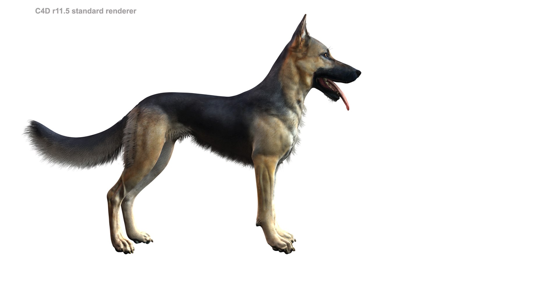 belgian shepherd dog black 3d max https://p.turbosquid.com/ts-thumb/zc/j8KJ9W/WjFu91r6/c4d115_1/jpg/1443761708/1920x1080/fit_q87/800ea2e7a54b317e25c06d384c0a76b0ee639c7d/c4d115_1.jpg