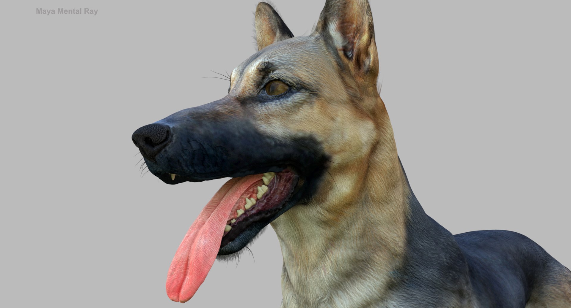 belgian shepherd dog black 3d max https://p.turbosquid.com/ts-thumb/zc/j8KJ9W/YY81uixB/maya4/jpg/1443732728/1920x1080/fit_q87/6be84b1d126465e70554d1c5a8201a3ab5091ec7/maya4.jpg