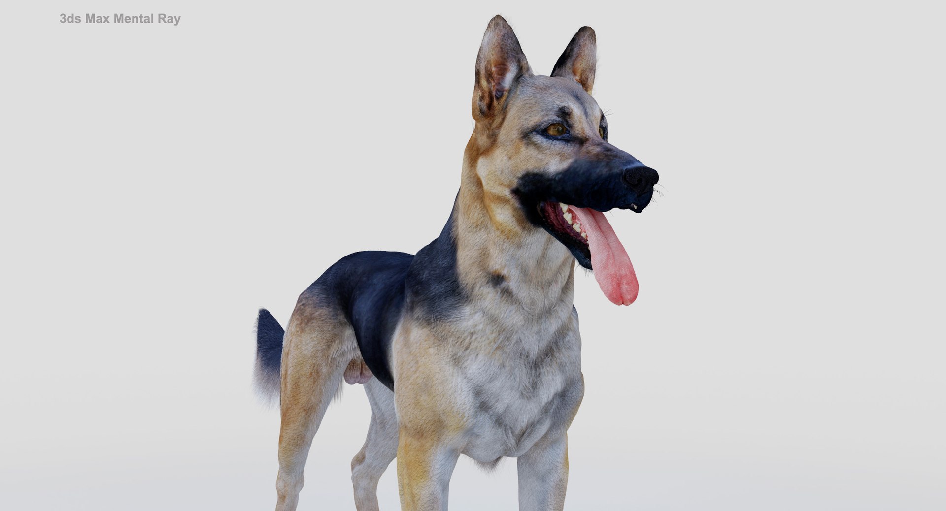 belgian shepherd dog black 3d max https://p.turbosquid.com/ts-thumb/zc/j8KJ9W/eECcgQRD/maxmr1/jpg/1443577996/1920x1080/fit_q87/cb75ce89d7be0b54b50930b7d0f589d6b644bf78/maxmr1.jpg