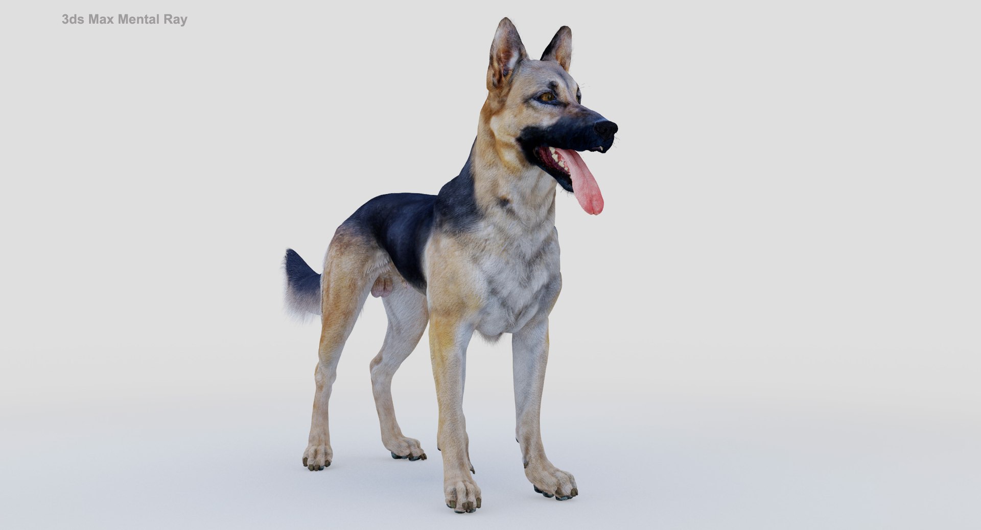 belgian shepherd dog black 3d max https://p.turbosquid.com/ts-thumb/zc/j8KJ9W/jMeyDL6p/maxmr2/jpg/1443577996/1920x1080/fit_q87/c66a62101323417c3c6bf2c499621b99b43ec579/maxmr2.jpg