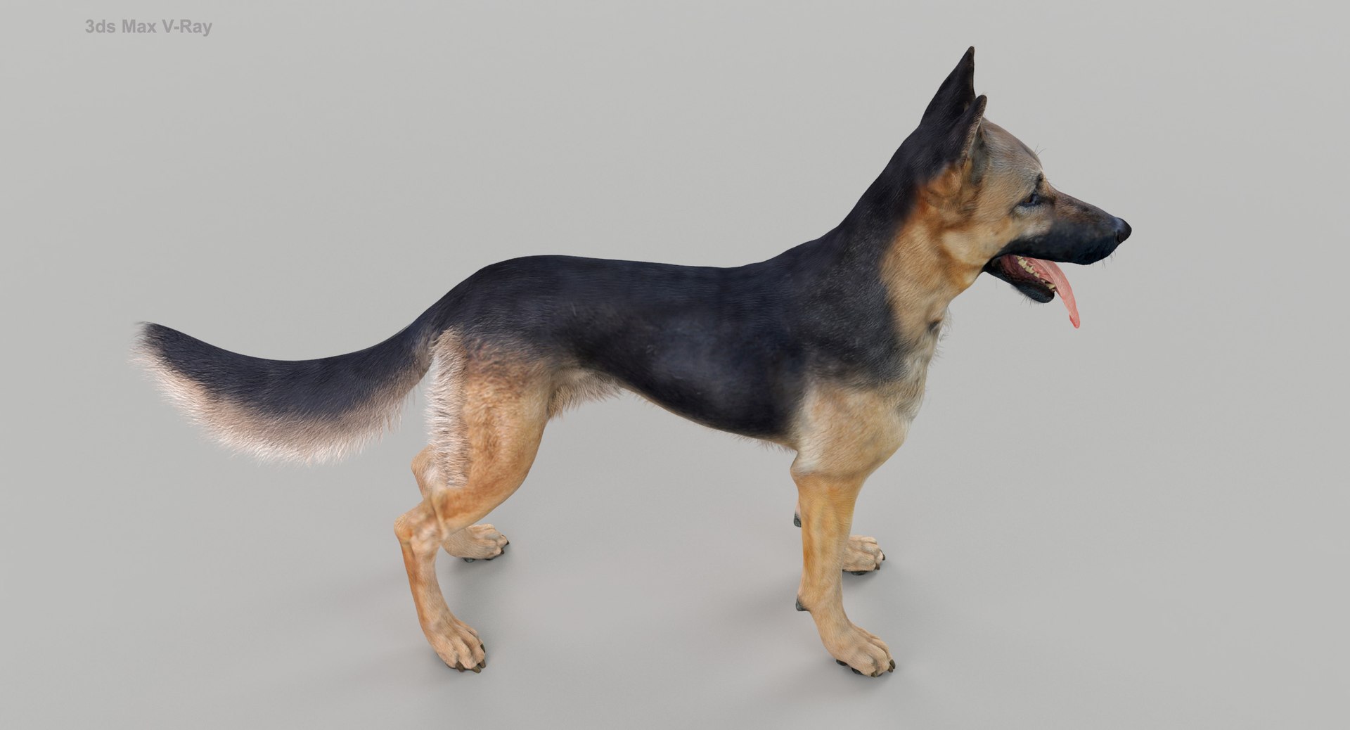 belgian shepherd dog black 3d max https://p.turbosquid.com/ts-thumb/zc/j8KJ9W/kDAoWt8r/maxvray5/jpg/1443977400/1920x1080/fit_q87/6f65a758774c9bac59b556acb6eb4d286d8807b9/maxvray5.jpg