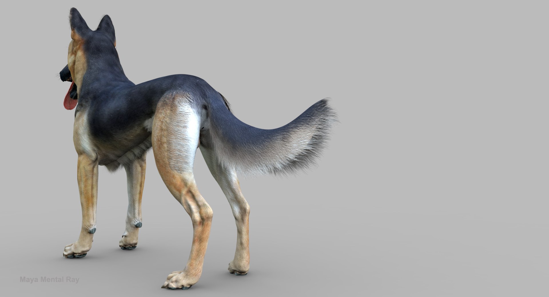 belgian shepherd dog black 3d max https://p.turbosquid.com/ts-thumb/zc/j8KJ9W/kLYZYn5z/maya5/jpg/1443732728/1920x1080/fit_q87/2f651b5d34f3c7113bd68885dd6181ccd024b32e/maya5.jpg