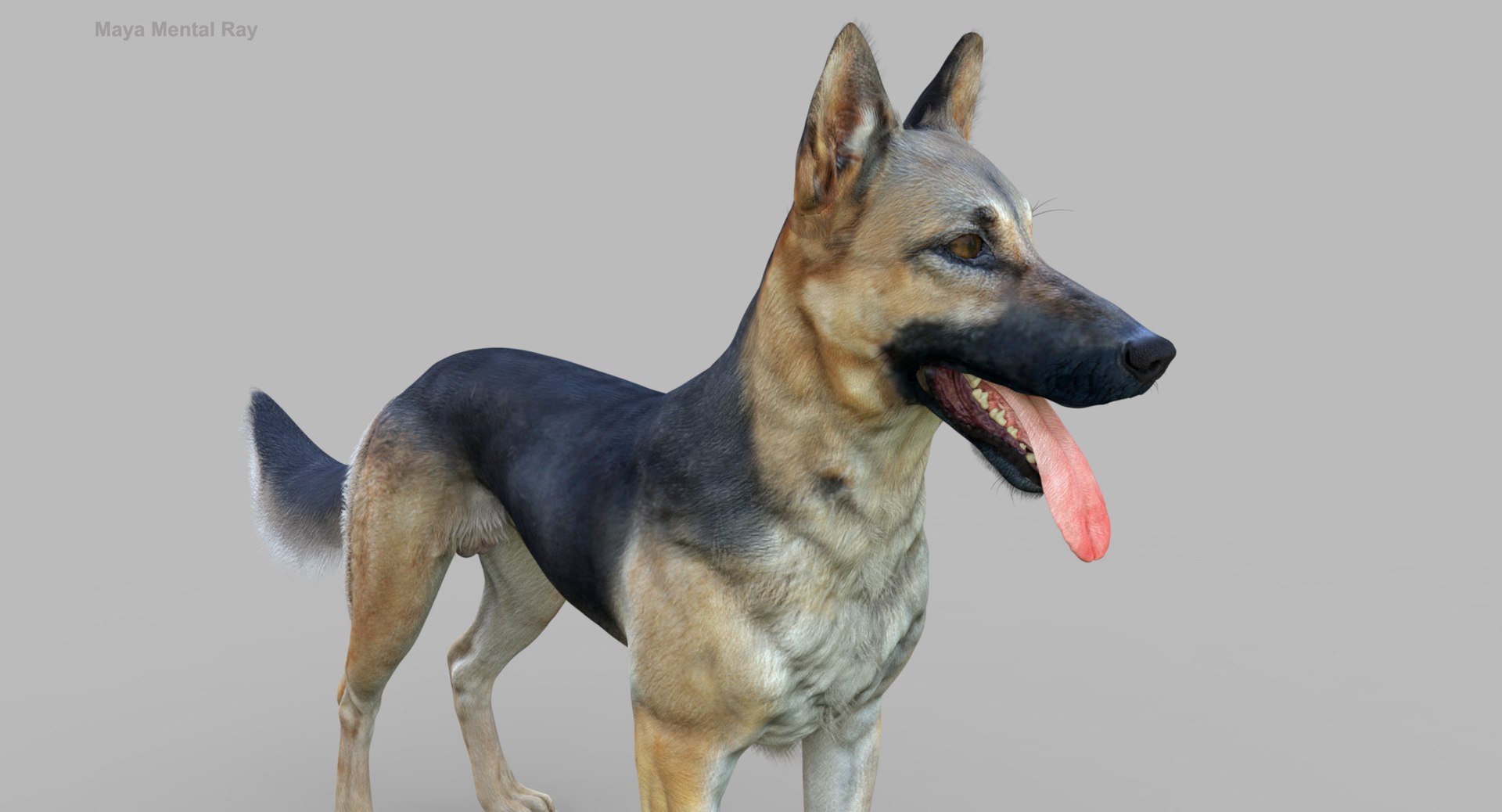 belgian shepherd dog black 3d max https://p.turbosquid.com/ts-thumb/zc/j8KJ9W/kRMBVRk8/maya2/jpg/1443732728/1920x1080/fit_q87/9cf25a2e74961a29a6c1d47e801cc027e7275978/maya2.jpg