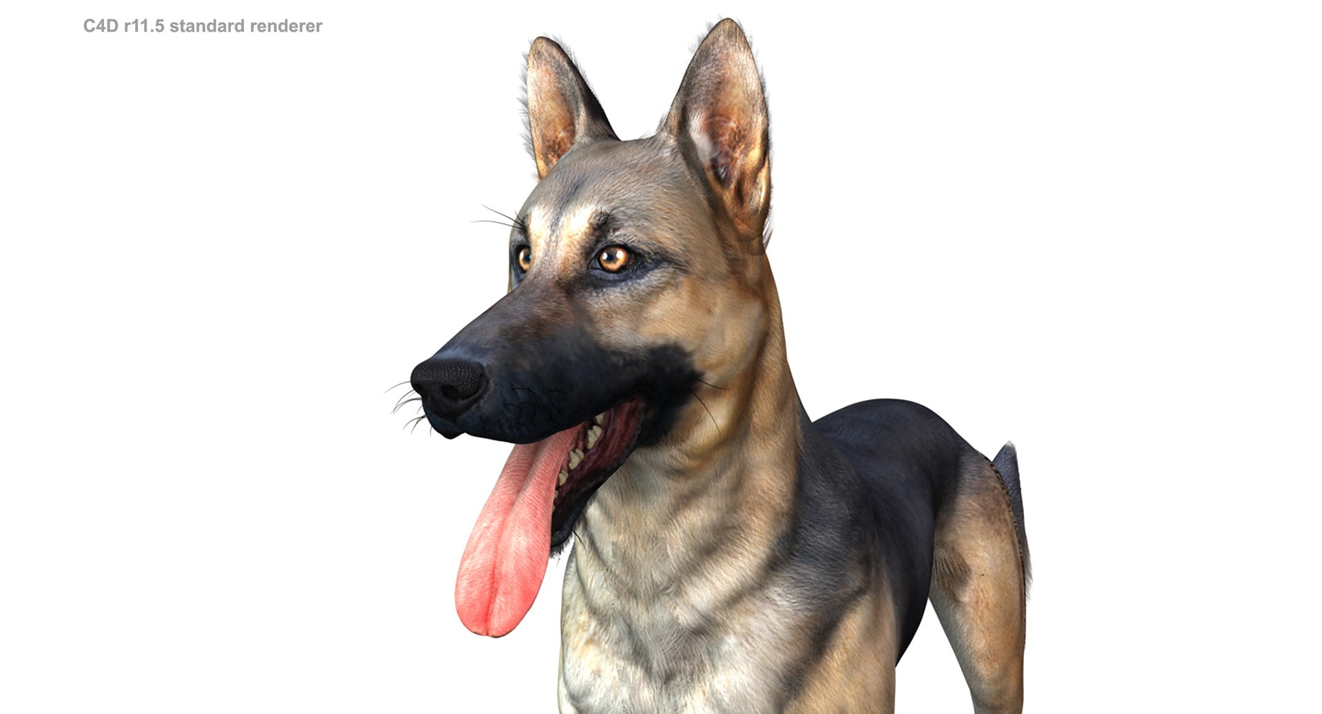belgian shepherd dog black 3d max https://p.turbosquid.com/ts-thumb/zc/j8KJ9W/l0eSUBrC/c4d115_3/jpg/1443761708/1920x1080/fit_q87/c4513f0e5ea0c03289fd376a530d03b0862ae1d1/c4d115_3.jpg