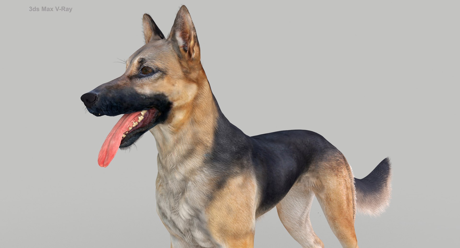 belgian shepherd dog black 3d max https://p.turbosquid.com/ts-thumb/zc/j8KJ9W/m9pah3w6/maxvray8/jpg/1443727104/1920x1080/fit_q87/efbf99182e5e3076d3945d6001d24bf491848faf/maxvray8.jpg