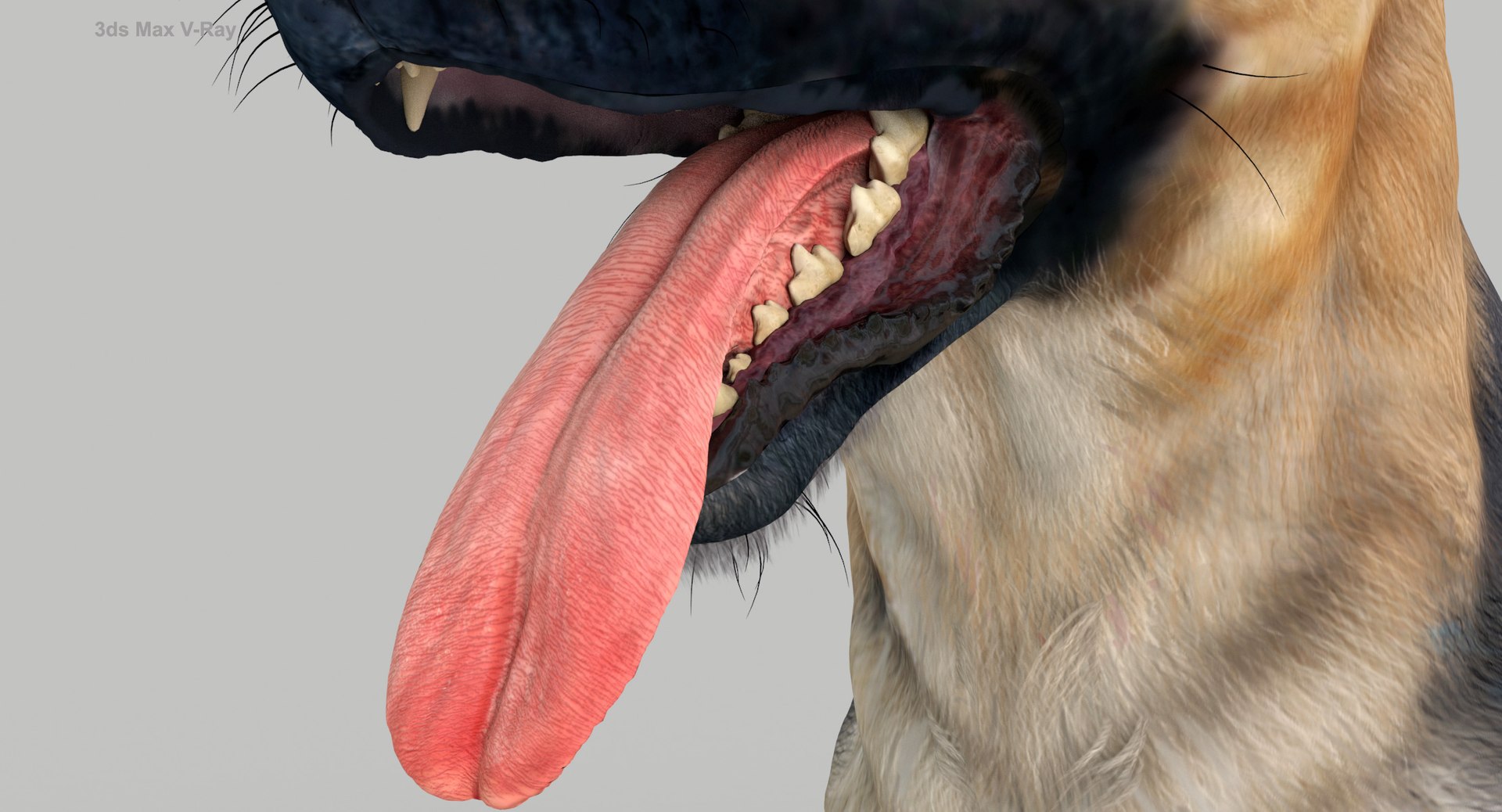 belgian shepherd dog black 3d max https://p.turbosquid.com/ts-thumb/zc/j8KJ9W/n4gCsjs5/maxvray14/jpg/1443579020/1920x1080/fit_q87/946c987b59d4bfd26d9d760dc5f916f26e67da66/maxvray14.jpg