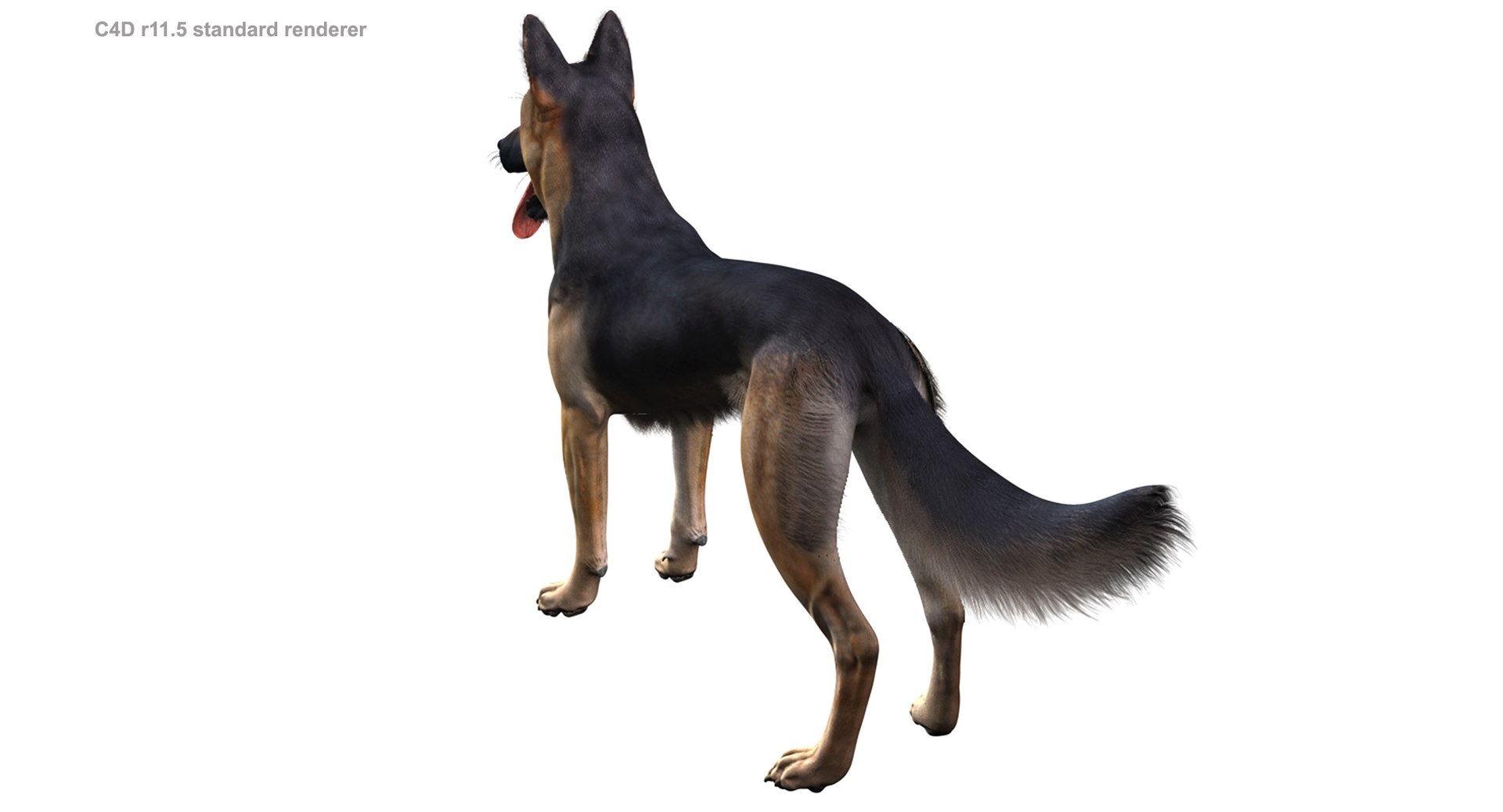 belgian shepherd dog black 3d max https://p.turbosquid.com/ts-thumb/zc/j8KJ9W/sbWSpRRL/c4d115_4/jpg/1443761708/1920x1080/fit_q87/36a60b358270f7f8f022845607dd1f26b481b095/c4d115_4.jpg