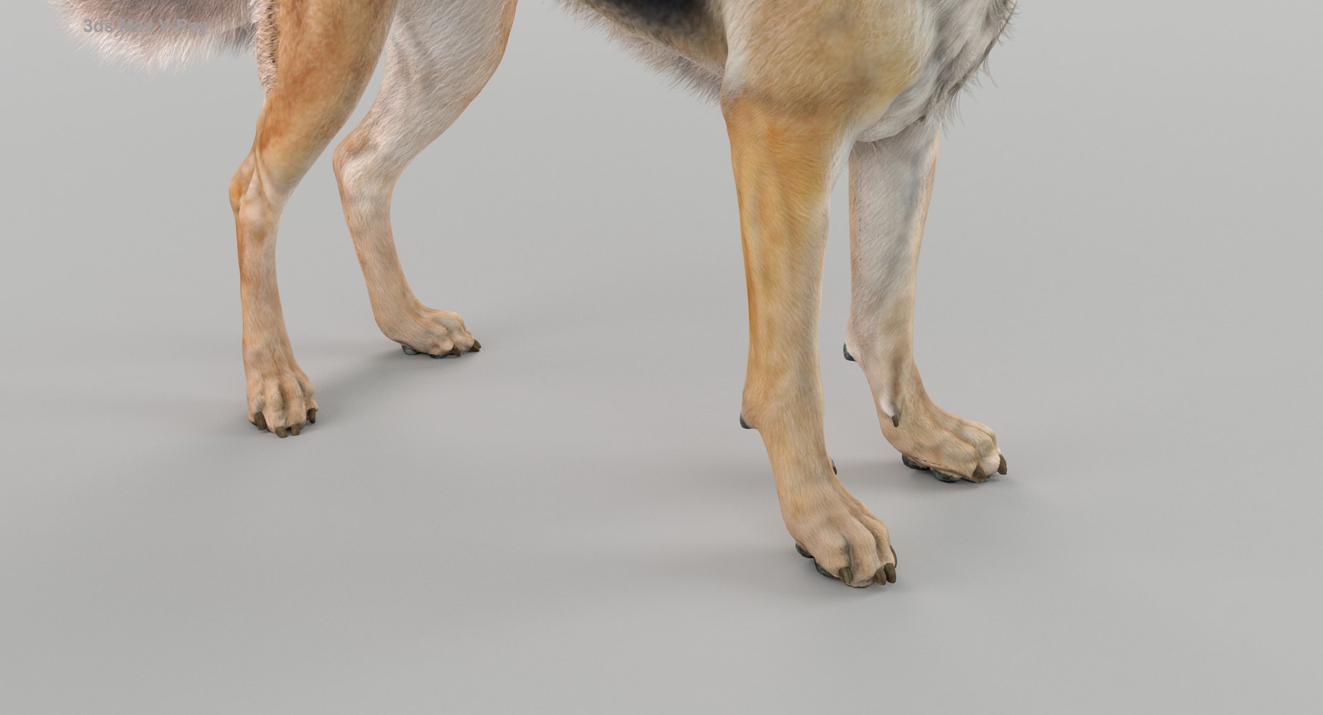 belgian shepherd dog black 3d max https://p.turbosquid.com/ts-thumb/zc/j8KJ9W/zcR28R6n/maxvray12/jpg/1443579020/1920x1080/fit_q87/83d400551d2bfb01adc49e2688ea04218f730ba9/maxvray12.jpg