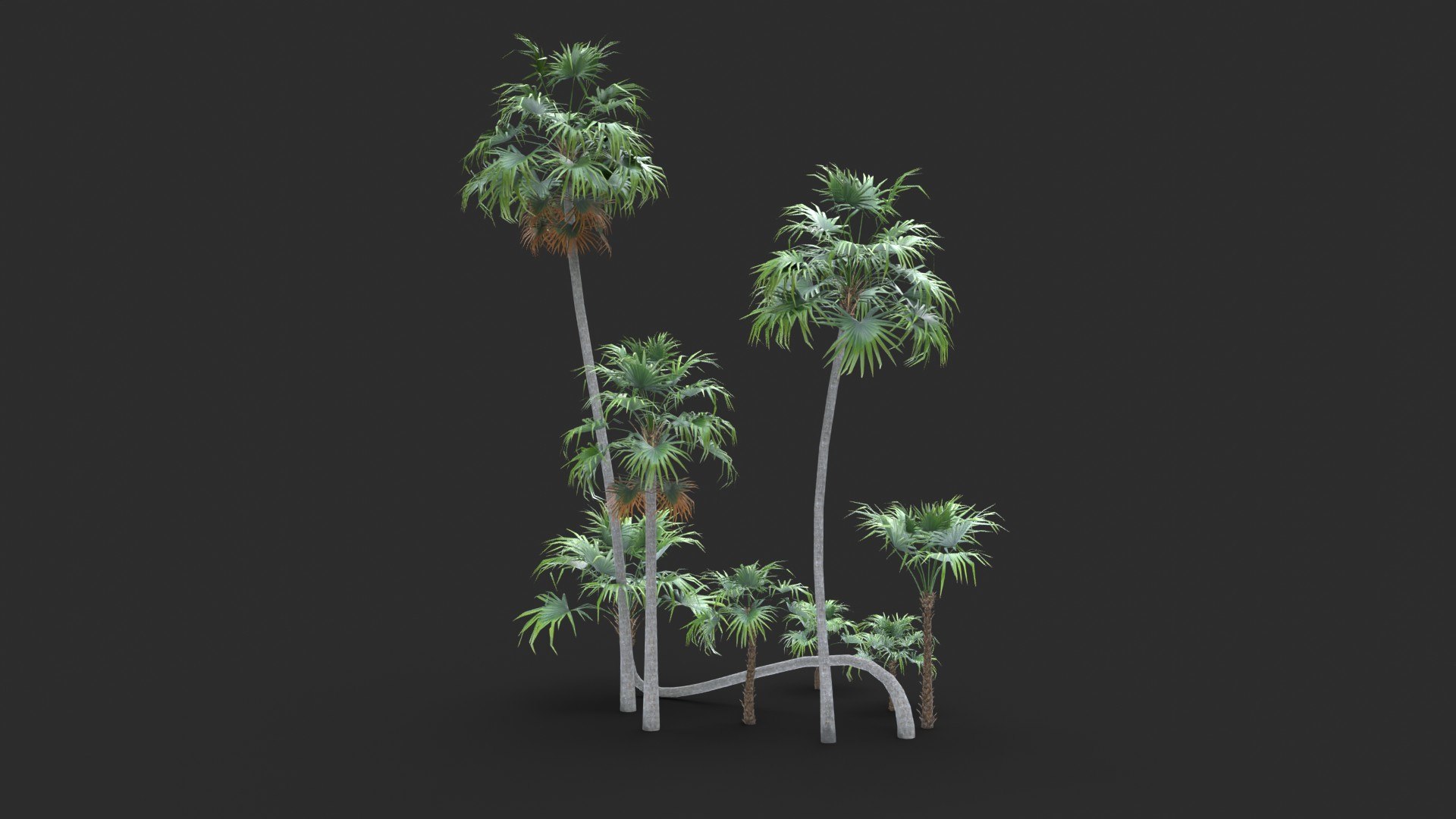 Modular Green Thatch Palm Tree - Thrinax Radiata 3D https://p.turbosquid.com/ts-thumb/zc/vIOkg9/50/render_0080/jpg/1702322370/1920x1080/fit_q87/70c52544cf36fb58623806ccc555c1edbe595719/render_0080.jpg