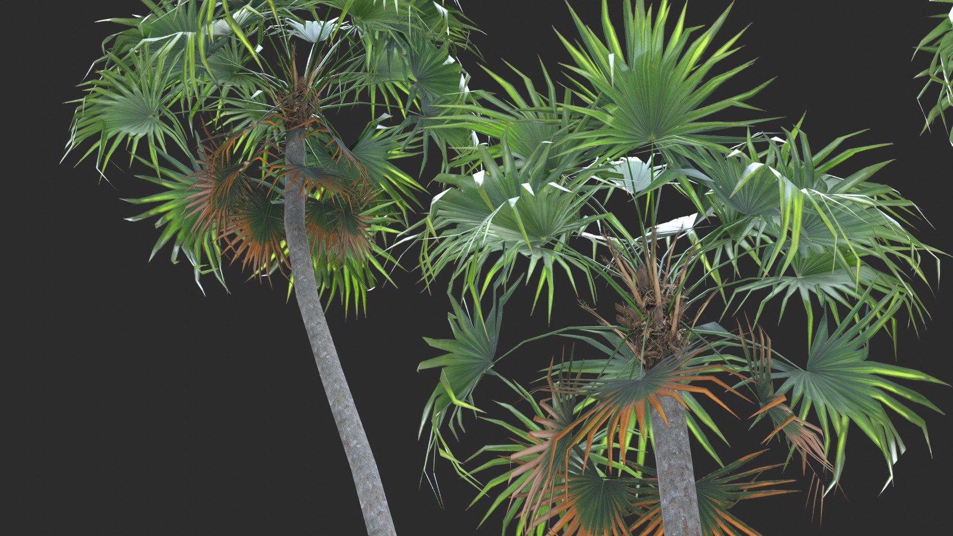 Modular Green Thatch Palm Tree - Thrinax Radiata 3D https://p.turbosquid.com/ts-thumb/zc/vIOkg9/5q/render_0110/jpg/1702322372/1920x1080/fit_q87/84d88688544d51e340841e1a7017bd1b9f835250/render_0110.jpg