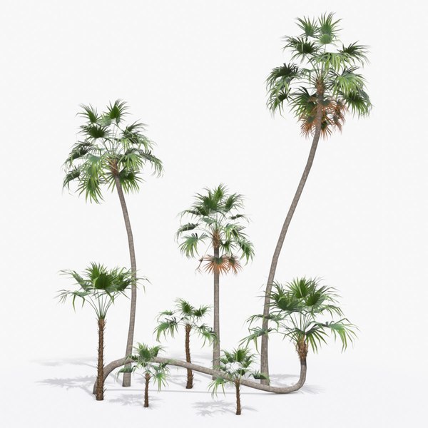 モジュラーグリーン茅葺きヤシの木 - Thrinax Radiata3Dモデル 