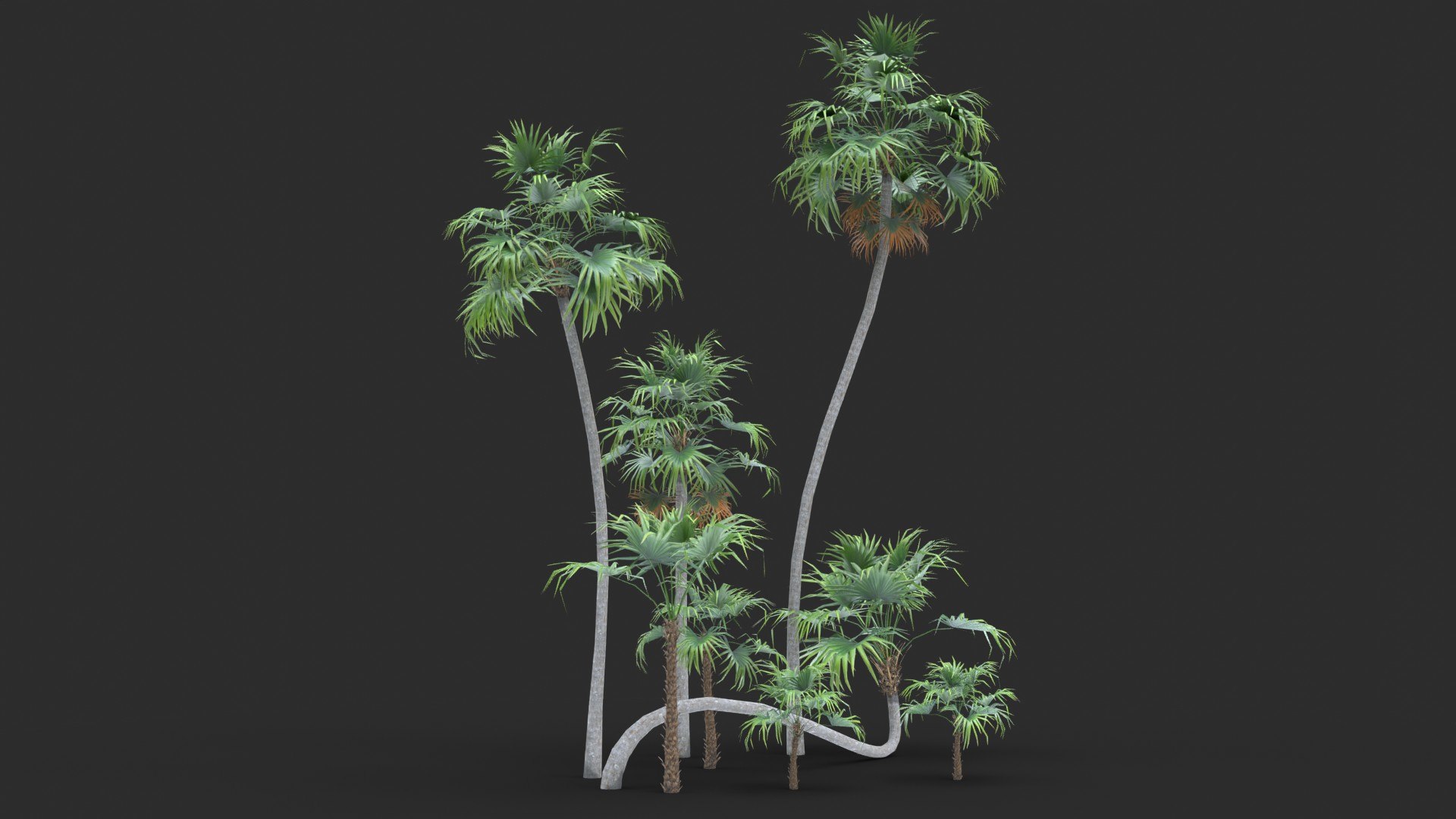 Modular Green Thatch Palm Tree - Thrinax Radiata 3D https://p.turbosquid.com/ts-thumb/zc/vIOkg9/EV/render_0090/jpg/1702322371/1920x1080/fit_q87/dcc46bcee9ee7e40bb65f423c4787364390dc8f7/render_0090.jpg