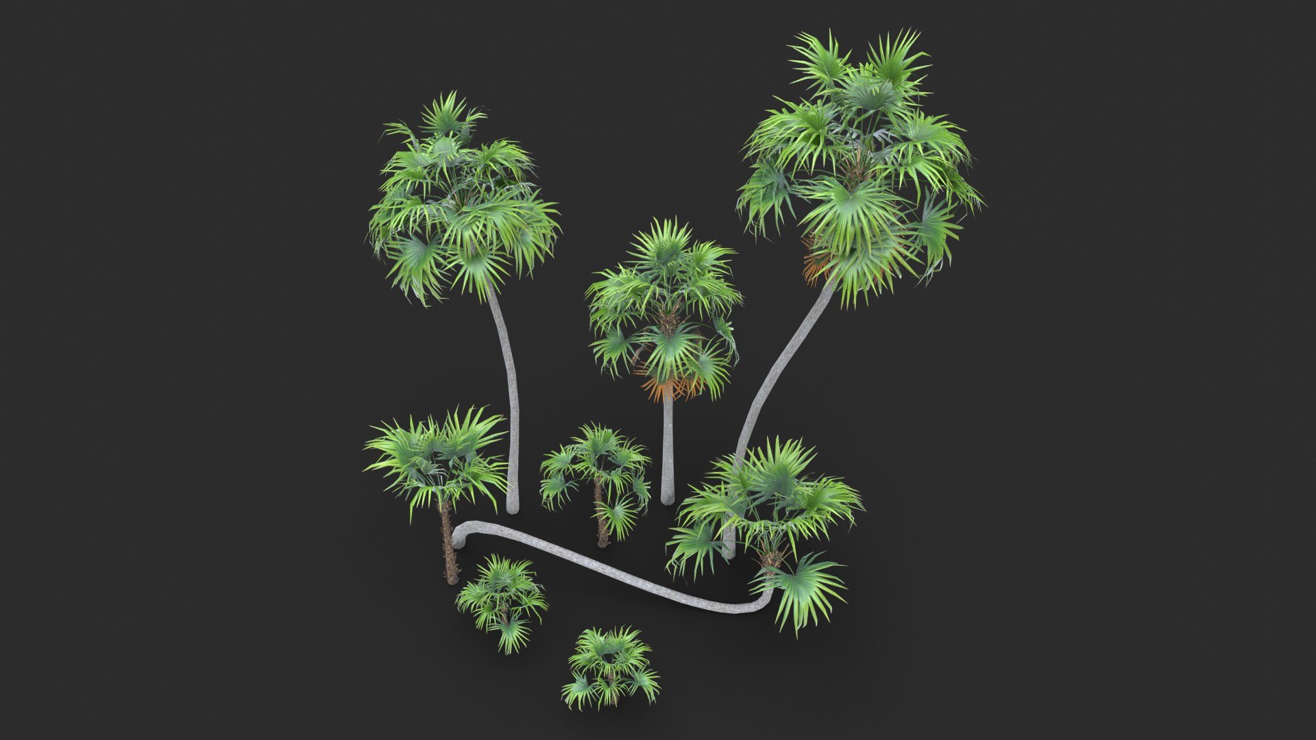 Modular Green Thatch Palm Tree - Thrinax Radiata 3D https://p.turbosquid.com/ts-thumb/zc/vIOkg9/Xk/render_0130/jpg/1702322373/1920x1080/fit_q87/164ed5d72578932d8054816a1ba37db179810f0c/render_0130.jpg