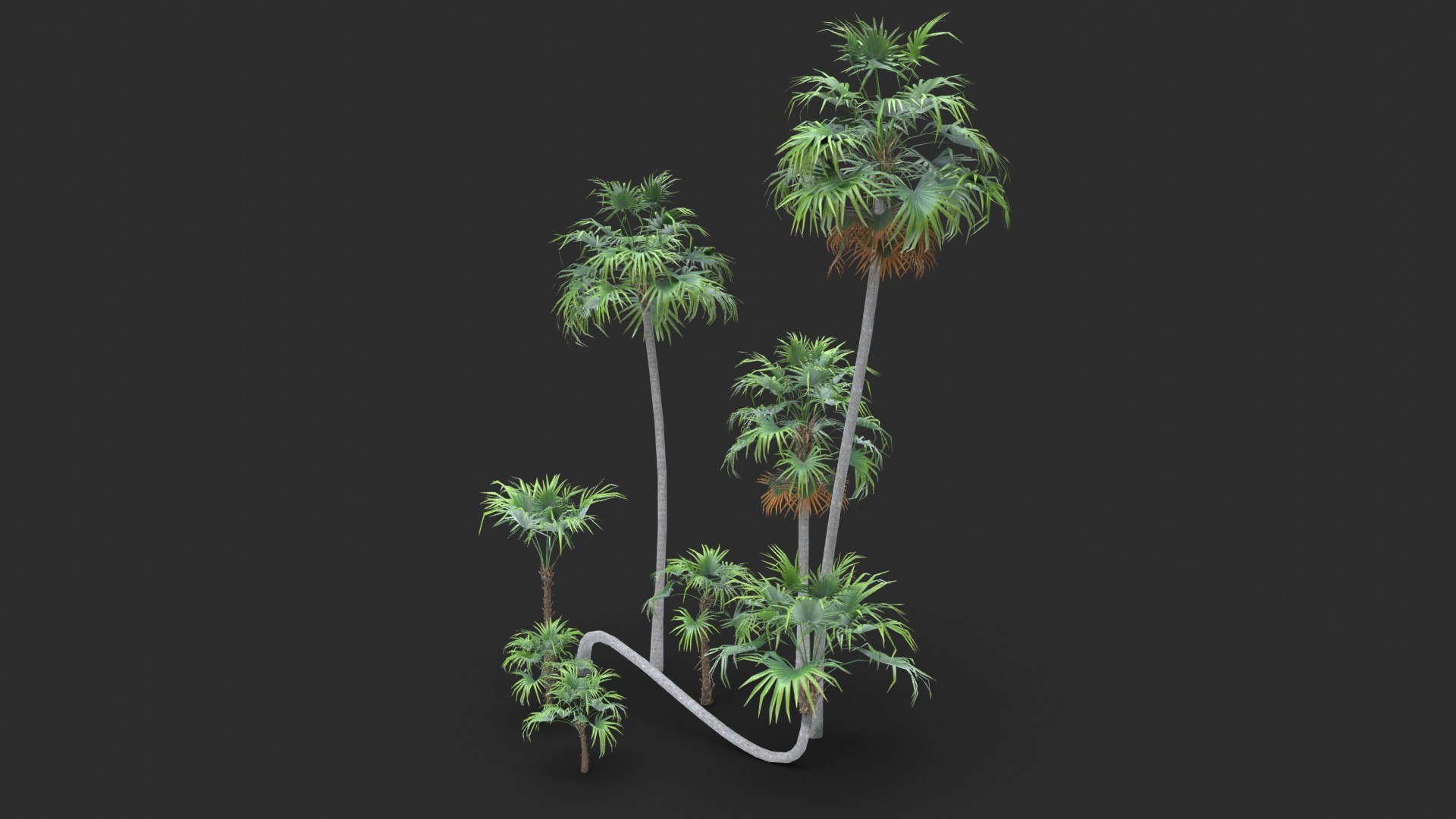 Modular Green Thatch Palm Tree - Thrinax Radiata 3D https://p.turbosquid.com/ts-thumb/zc/vIOkg9/ZL/render_0060/jpg/1702322369/1920x1080/fit_q87/849e8d09febc0ea62c41d29208b041bf55395ef7/render_0060.jpg