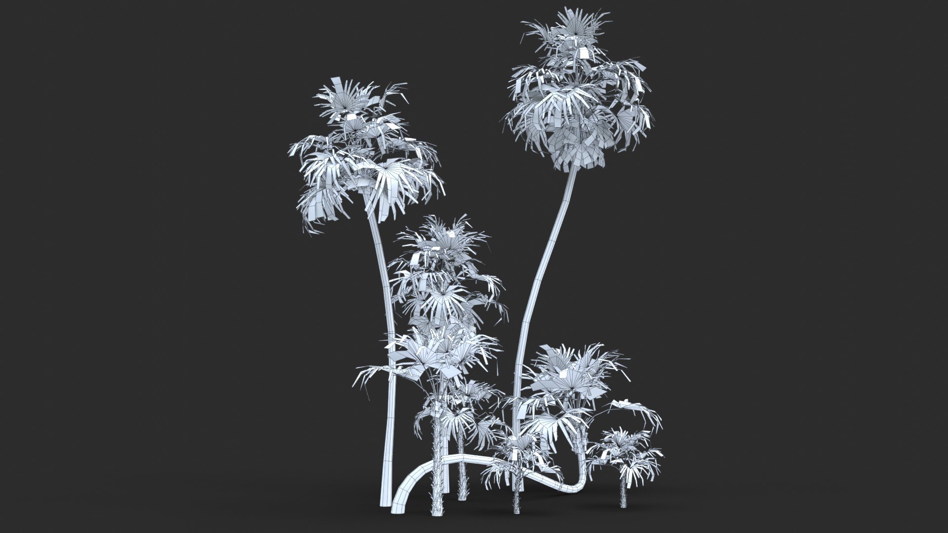 Modular Green Thatch Palm Tree - Thrinax Radiata 3D https://p.turbosquid.com/ts-thumb/zc/vIOkg9/uJ/wire_0090/jpg/1702322377/1920x1080/fit_q87/44102c7b31f59d6ef66b59b3b7cd09dd872cc4f2/wire_0090.jpg