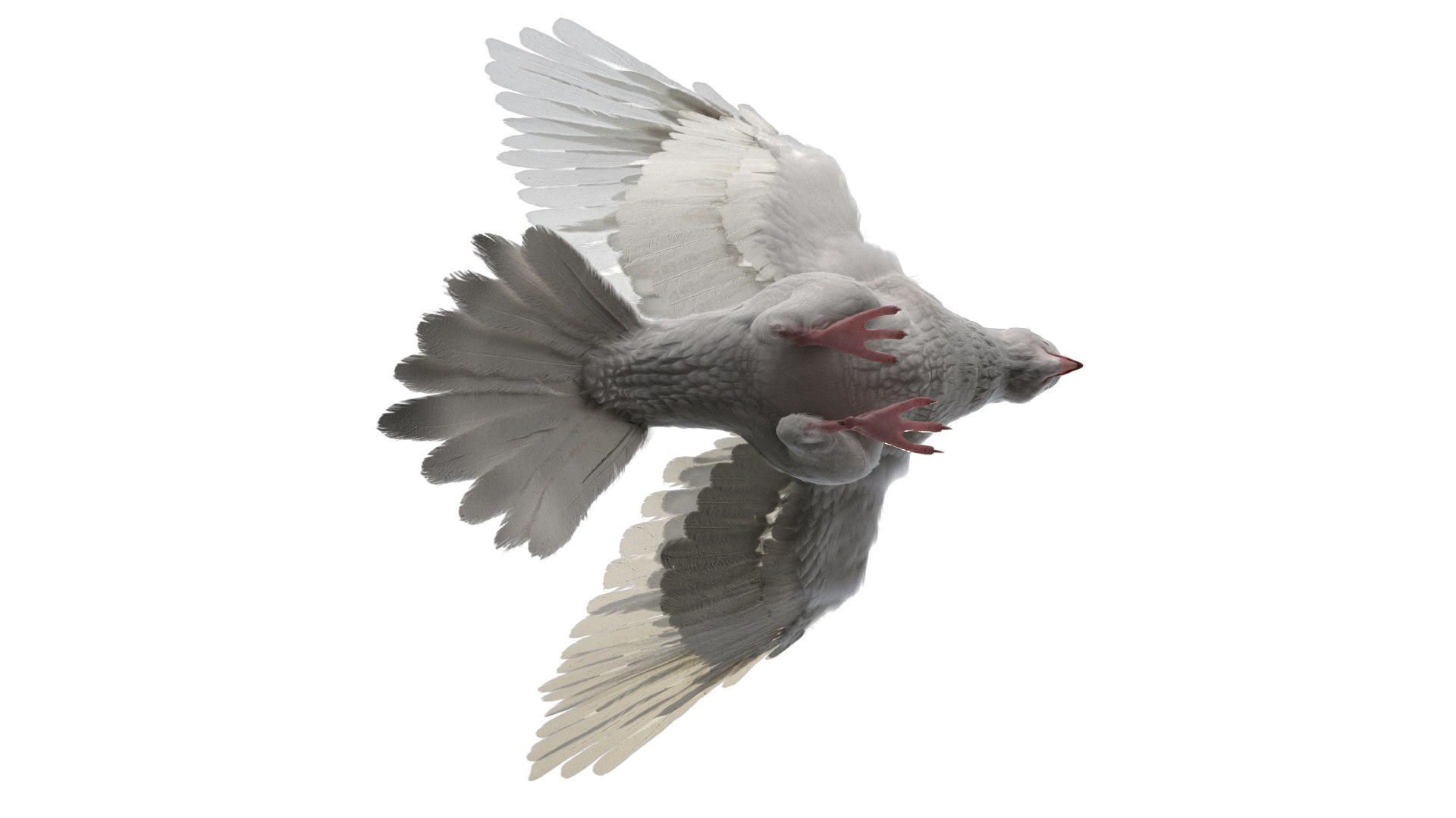 rigging dove fur anatomy 3D https://p.turbosquid.com/ts-thumb/zd/0yxuGi/55DmOSa5/12/jpg/1584067922/1920x1080/fit_q87/dfdbf79e08459cbf09f6a2cb0ff0d9c7228be9a7/12.jpg