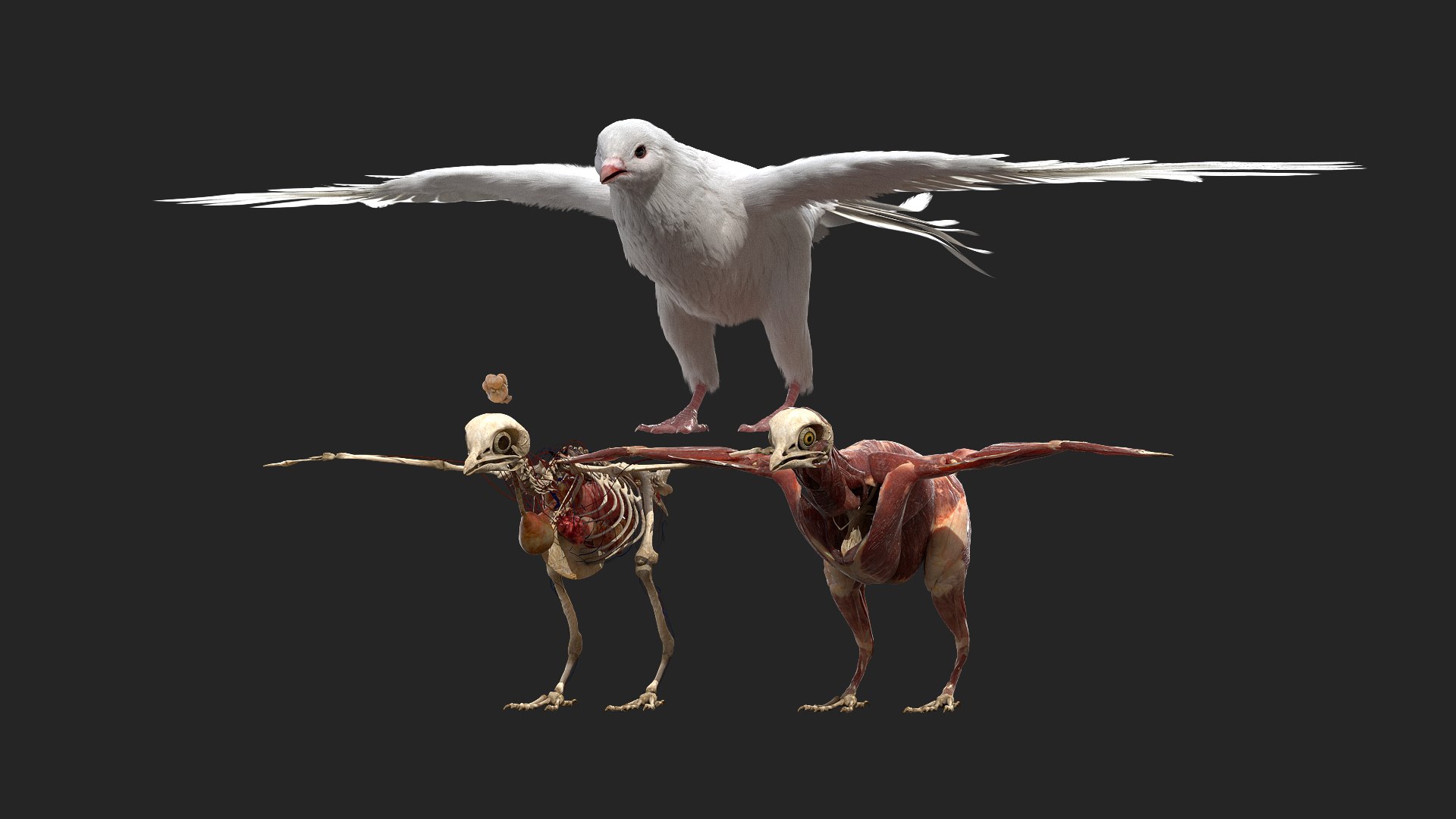 rigging dove fur anatomy 3D https://p.turbosquid.com/ts-thumb/zd/0yxuGi/7QxLgt40/02/jpg/1584067921/1920x1080/fit_q87/51fb69af98be0621fe42750922d0440ea3065f1b/02.jpg