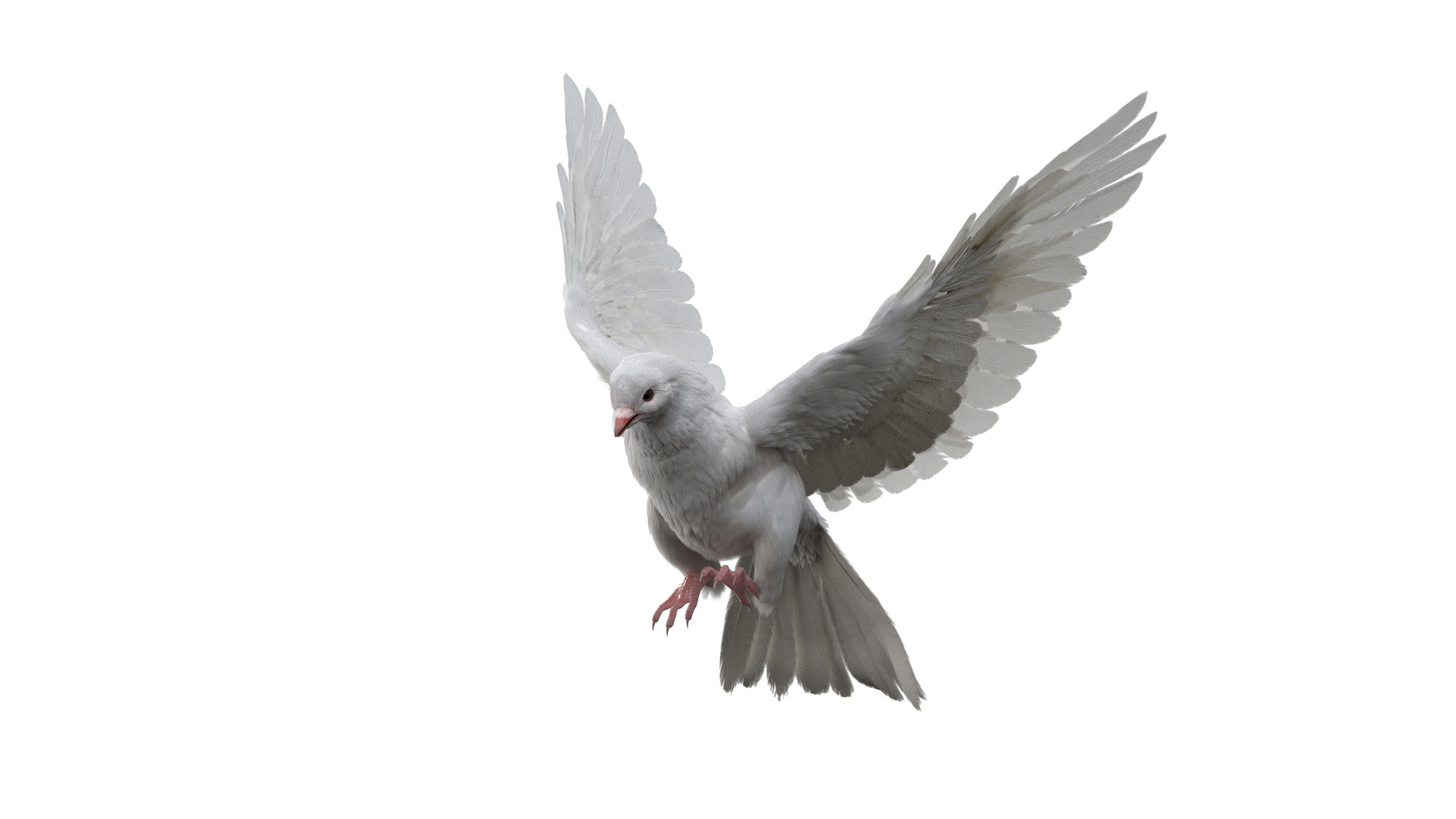 rigging dove fur anatomy 3D https://p.turbosquid.com/ts-thumb/zd/0yxuGi/IyUaWmqL/dove/jpg/1584067925/1920x1080/turn_fit_q99/5395863239e9775e564e15f70f7164bac7afa03f/dove-1.jpg