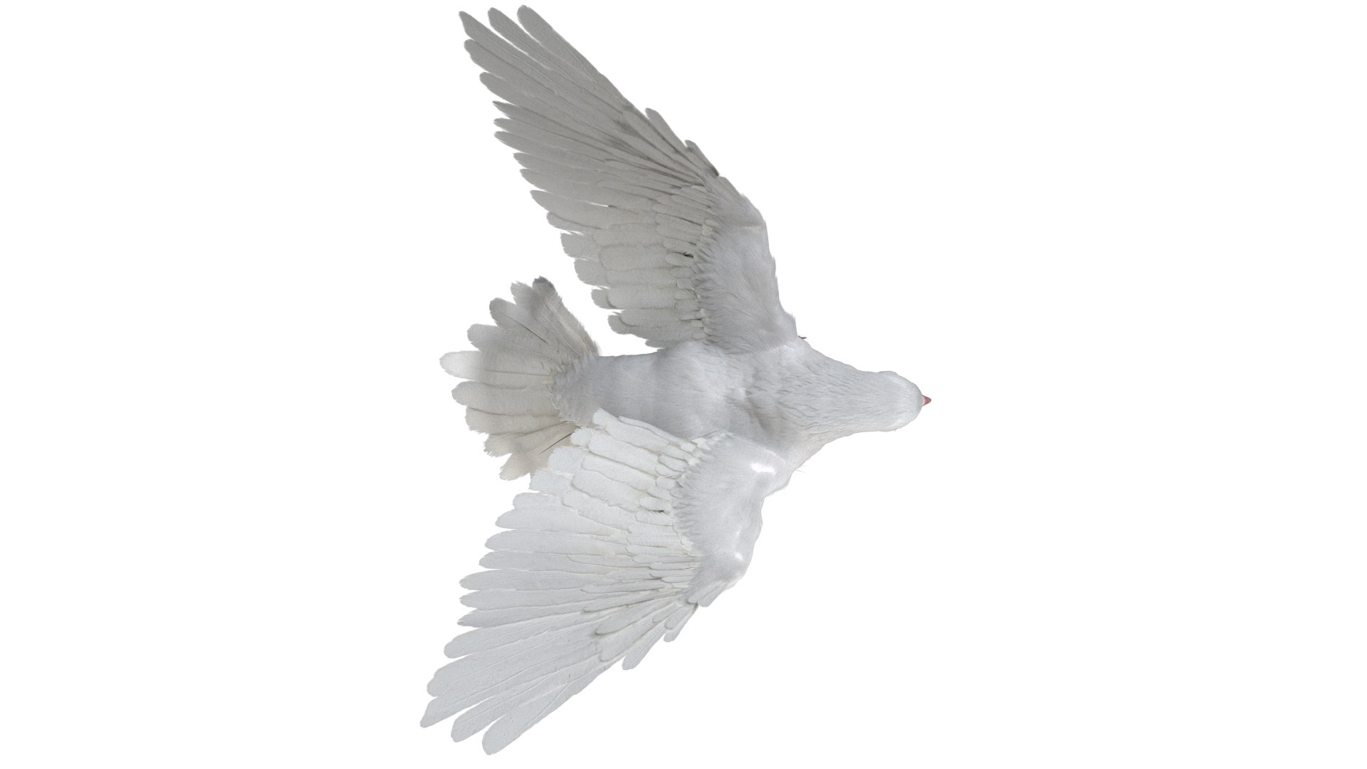 rigging dove fur anatomy 3D https://p.turbosquid.com/ts-thumb/zd/0yxuGi/K4dDWzSh/13/jpg/1584067922/1920x1080/fit_q87/eda44af074c933741b969ed8206b68eab61f29f4/13.jpg