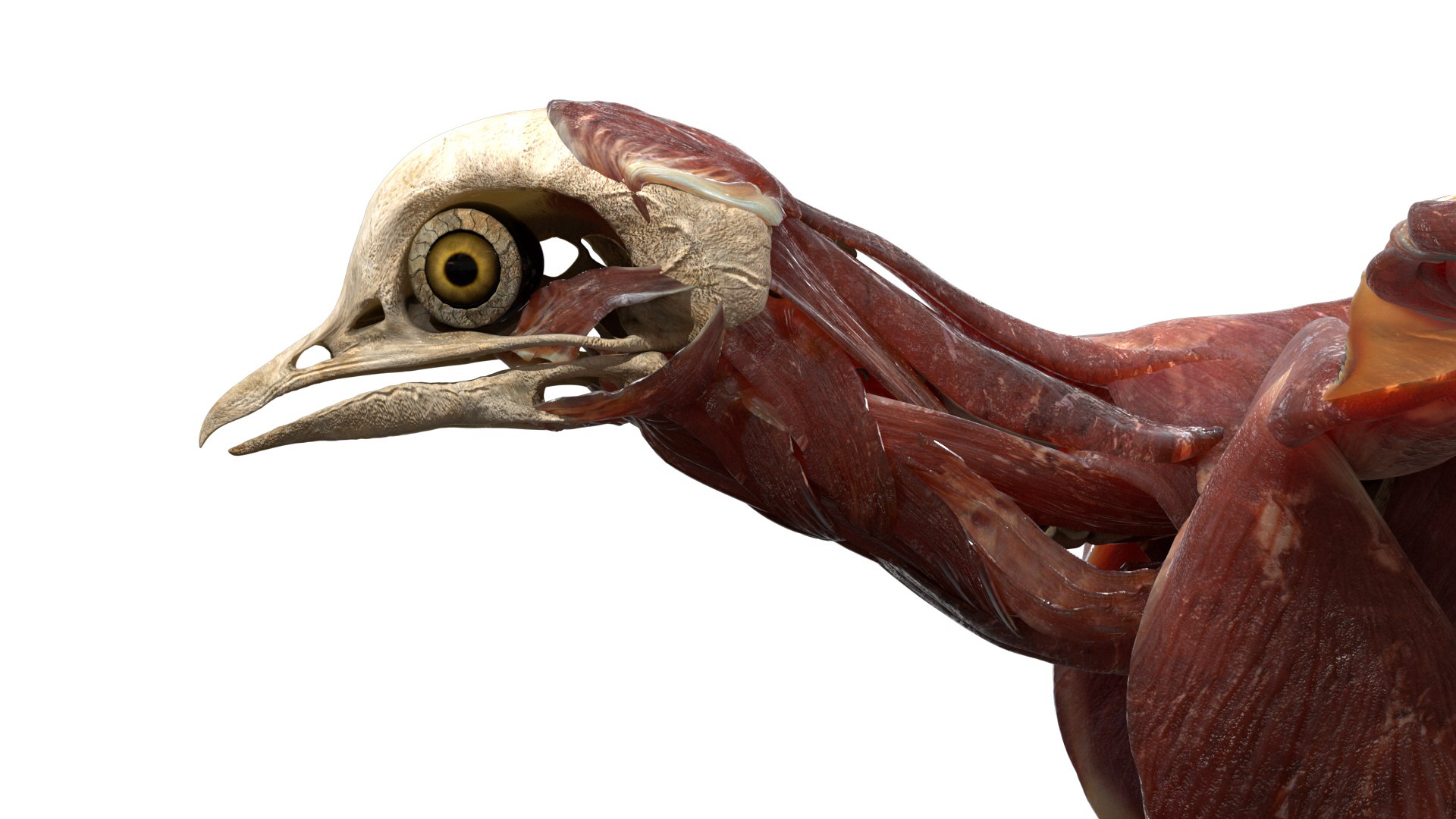 rigging dove fur anatomy 3D https://p.turbosquid.com/ts-thumb/zd/0yxuGi/MZ8PR5Un/24/jpg/1584067922/1920x1080/fit_q87/902e2dc37d47c29234d620ded3e0bd408c2c926b/24.jpg