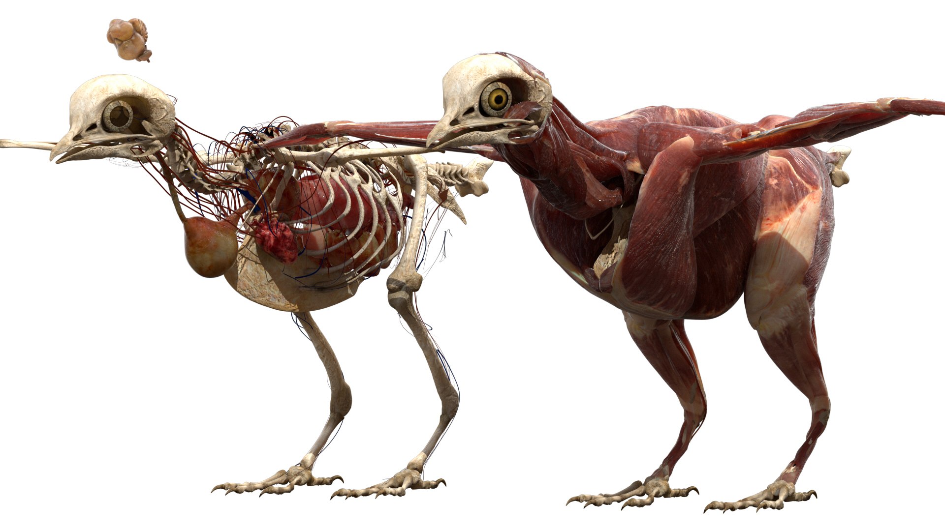 rigging dove fur anatomy 3D https://p.turbosquid.com/ts-thumb/zd/0yxuGi/O5yNoDk4/21/jpg/1584067922/1920x1080/fit_q87/52b7292c3957895f7a7ea7182033693f1e31a3fa/21.jpg
