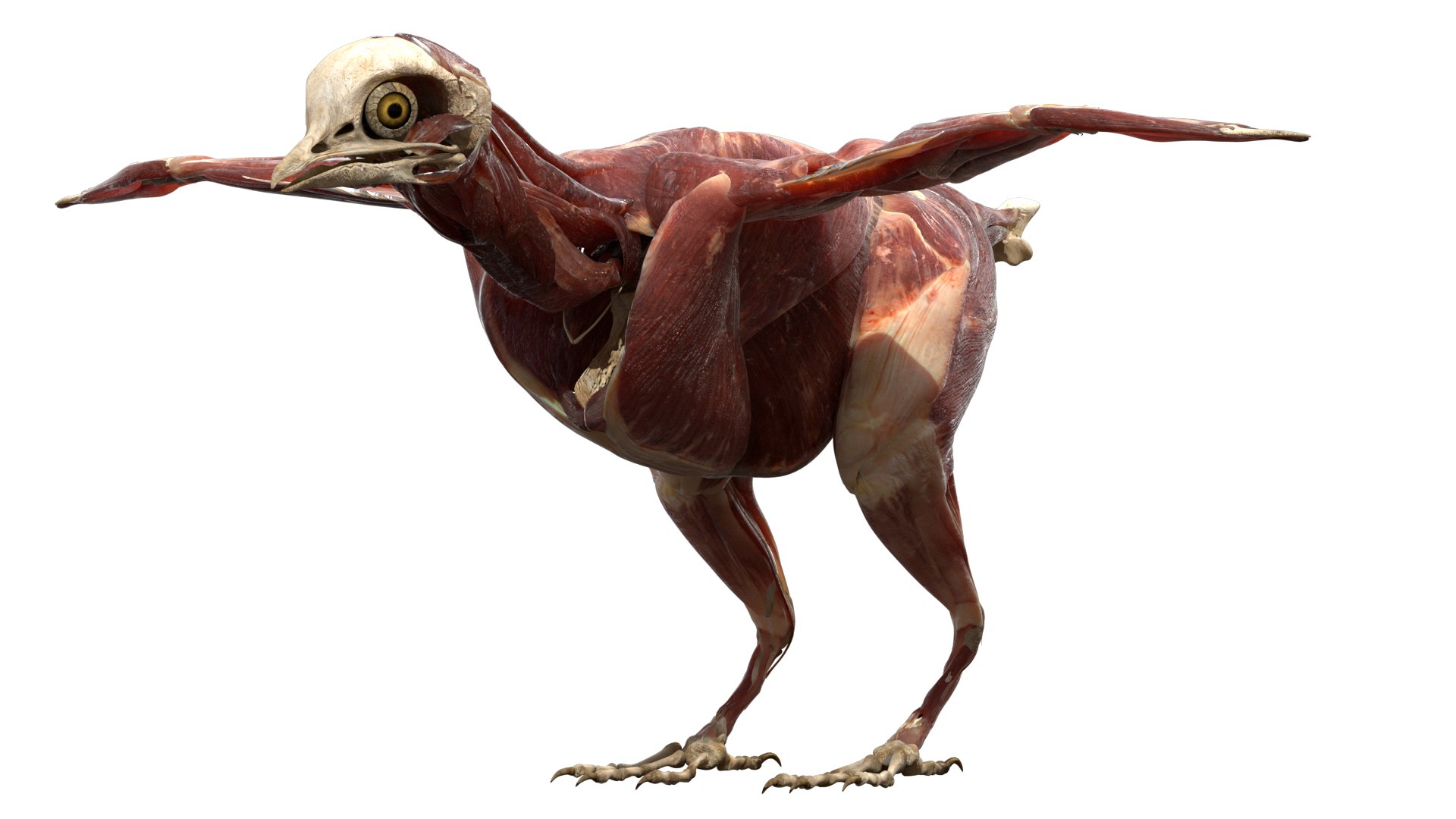 rigging dove fur anatomy 3D https://p.turbosquid.com/ts-thumb/zd/0yxuGi/RHvsa8TM/23/jpg/1584067922/1920x1080/fit_q87/81acad22713c8e7a91fd22fc383b849fb76be032/23.jpg