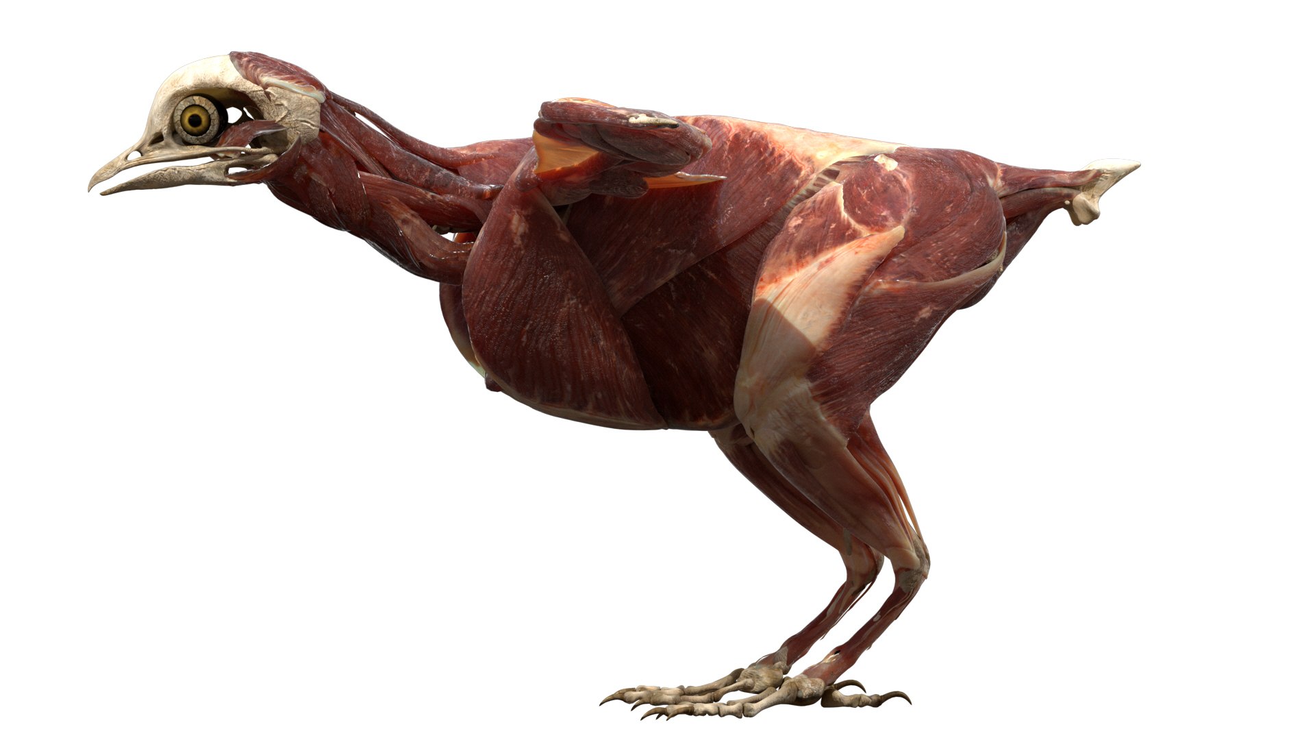 rigging dove fur anatomy 3D https://p.turbosquid.com/ts-thumb/zd/0yxuGi/S2LcnwOd/22/jpg/1584067922/1920x1080/fit_q87/a05d3d69e59e5cc13e629a919eae412dd188b02b/22.jpg