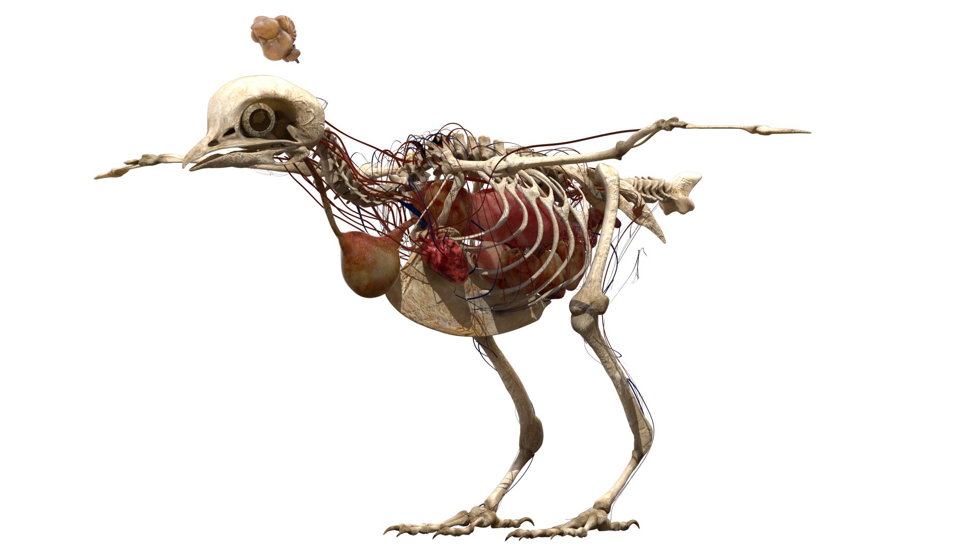 rigging dove fur anatomy 3D https://p.turbosquid.com/ts-thumb/zd/0yxuGi/U9xrDkHa/27/jpg/1584067922/1920x1080/fit_q87/1bce4d3b578d10f04ec2a10500d353f8a887c7e5/27.jpg