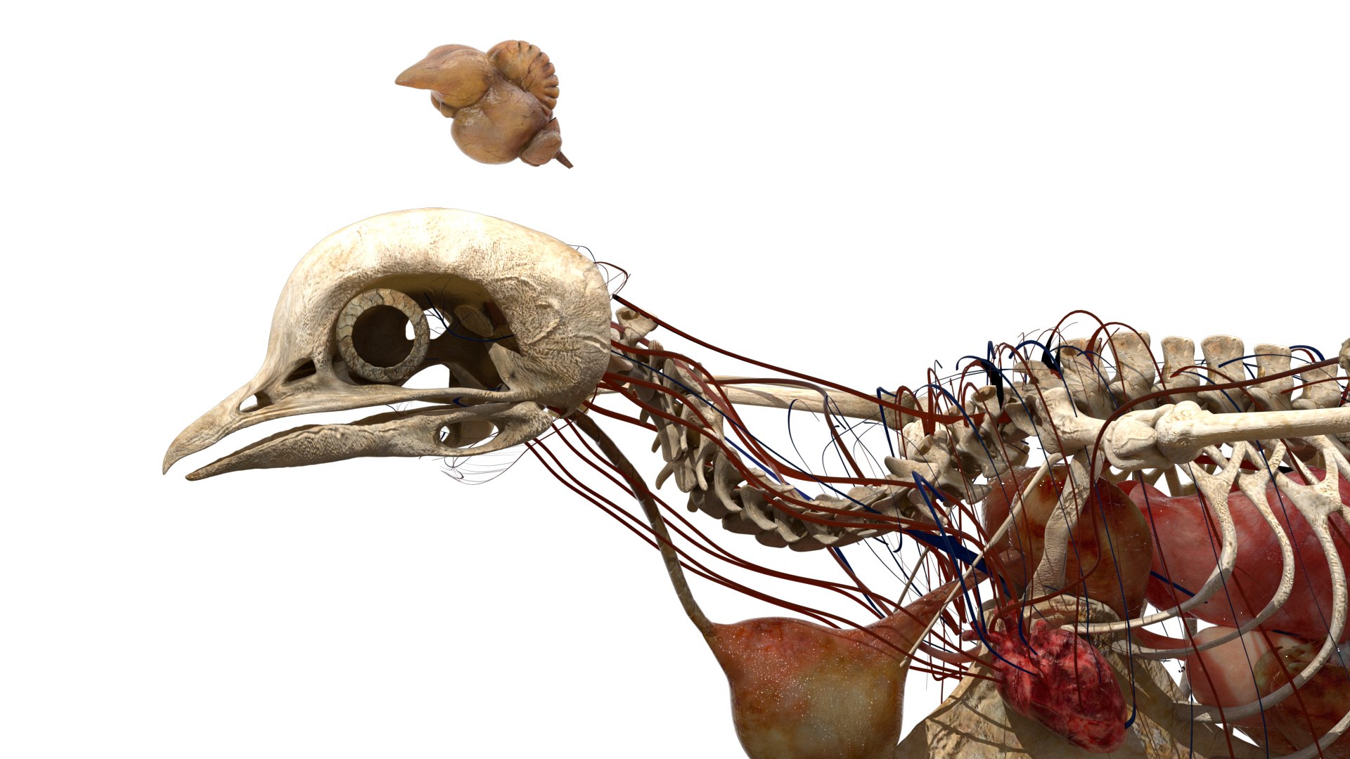 rigging dove fur anatomy 3D https://p.turbosquid.com/ts-thumb/zd/0yxuGi/UBR0gV9S/29/jpg/1584067922/1920x1080/fit_q87/b471c35e615fd8ef1b6fbf03c11cc0f2a59f1754/29.jpg