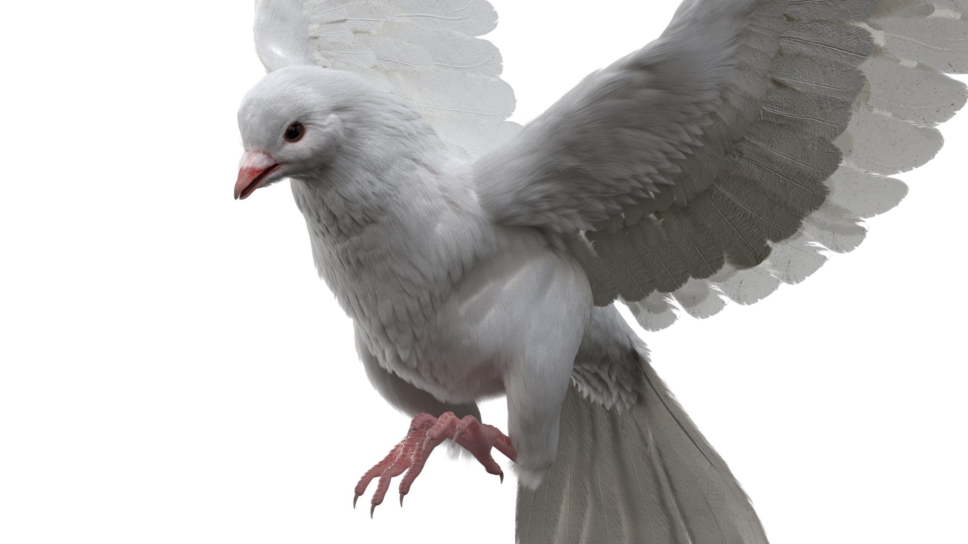 rigging dove fur anatomy 3D https://p.turbosquid.com/ts-thumb/zd/0yxuGi/WNTe9wqN/08/jpg/1584067922/1920x1080/fit_q87/1f157c895134075d50639d0e0db70cfb9f4f741d/08.jpg